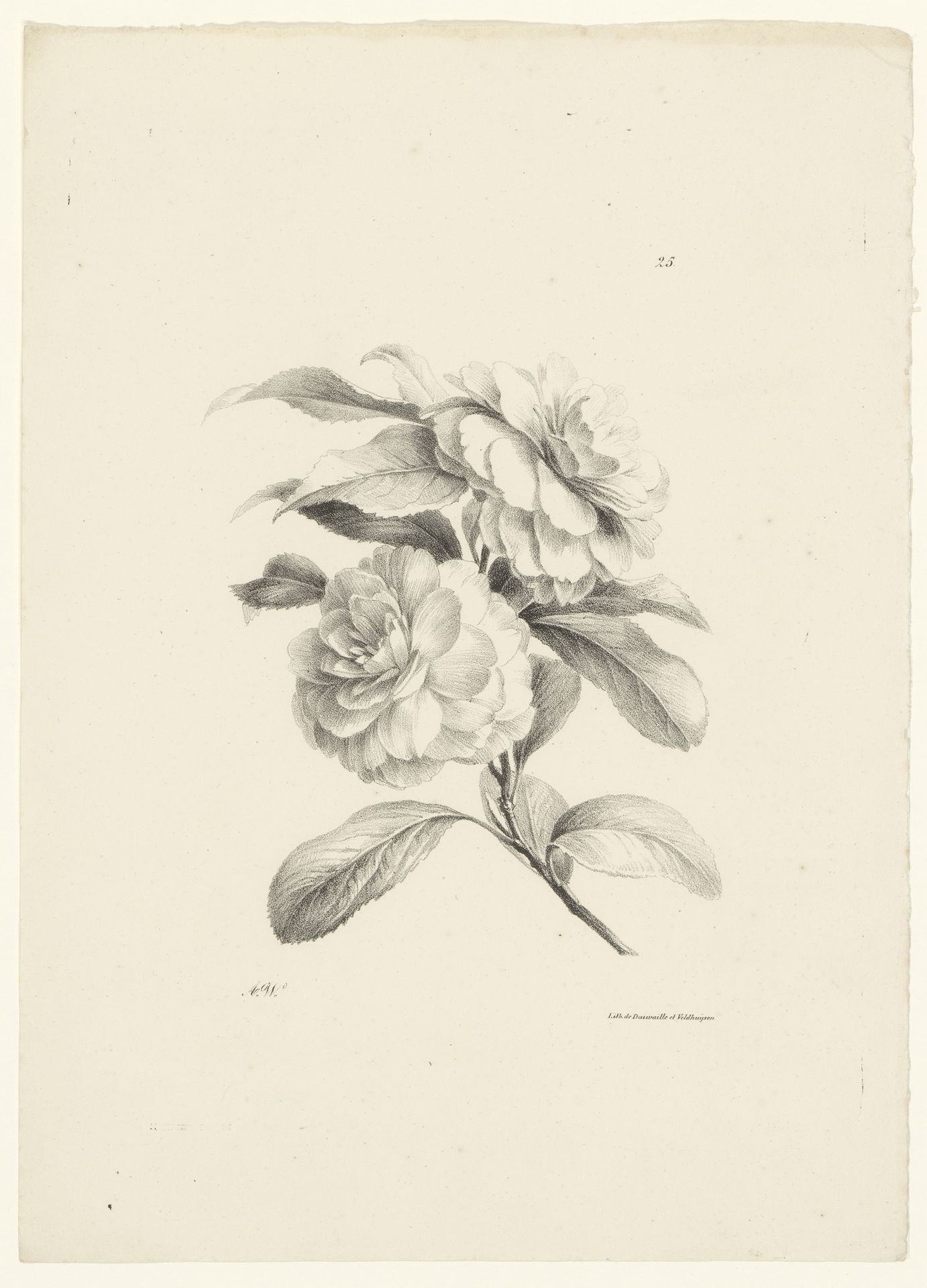 Rozen by Anton Weiss