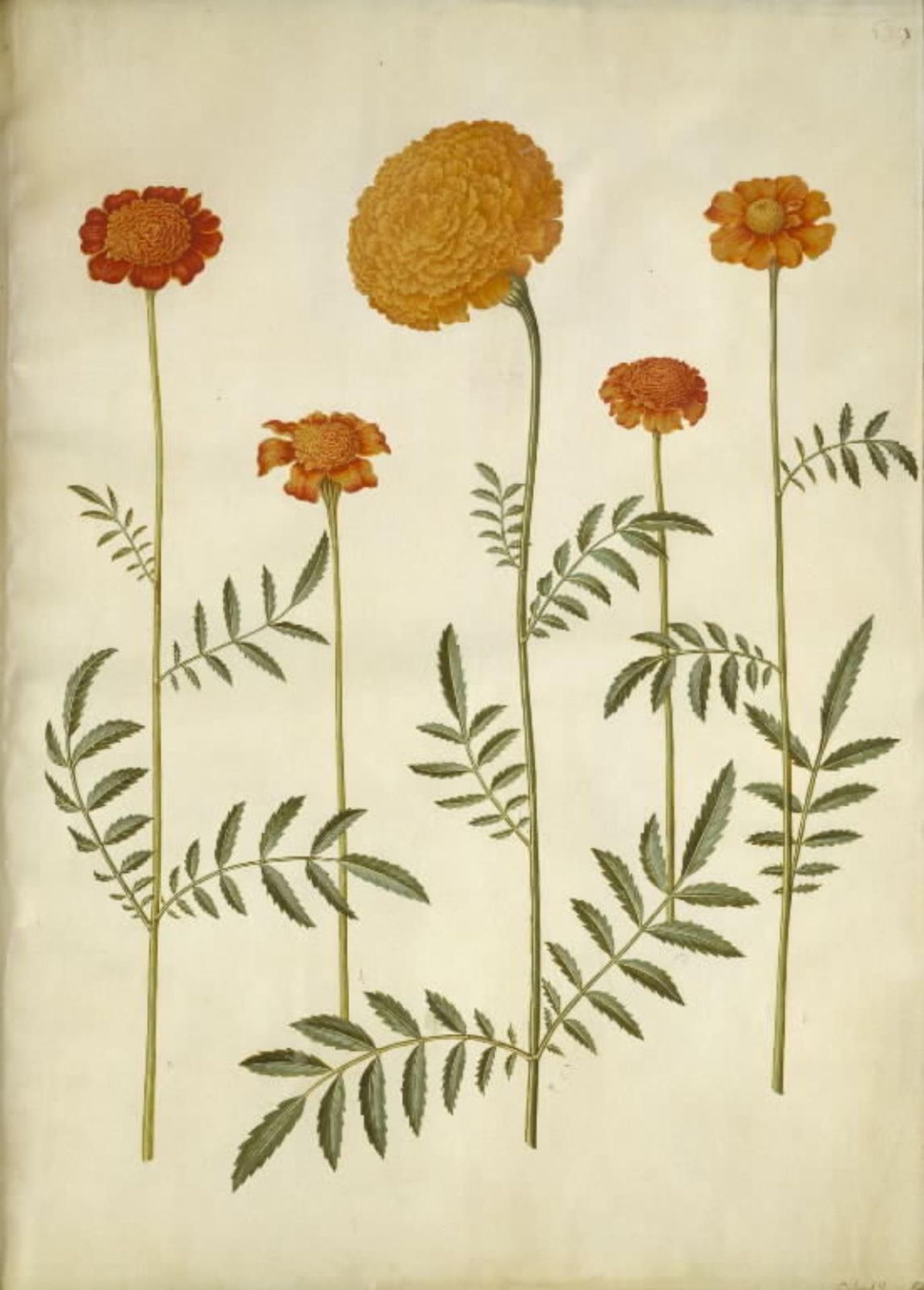 Tagetes patula (udspærret fløjlsblomst); Tagetes erecta (opret fløjlsblomst) by Hans Simon Holtzbecker