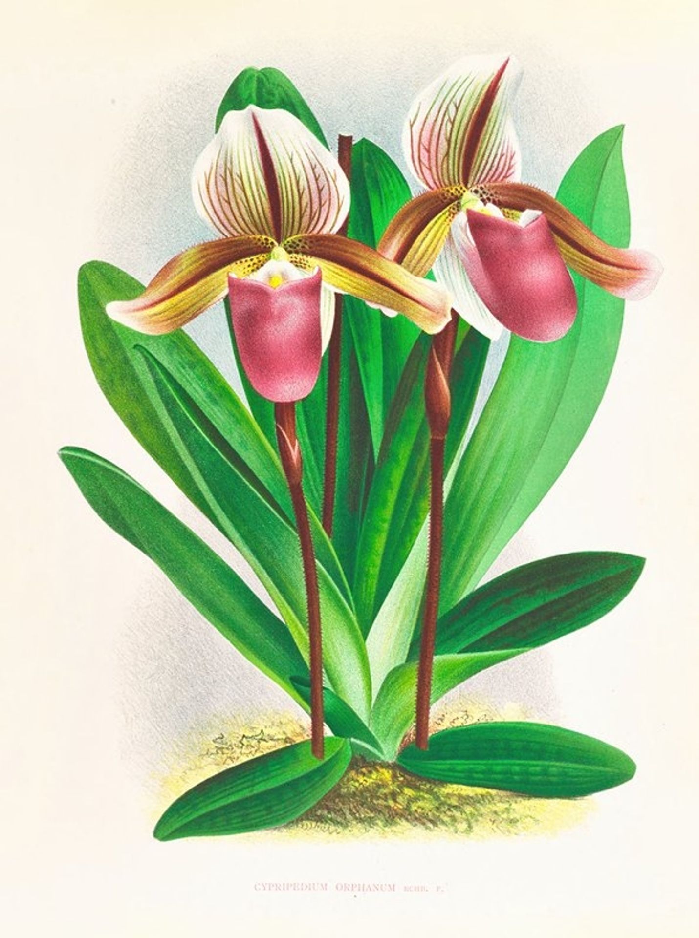 Cypripedium orphanum by Jean Jules Linden