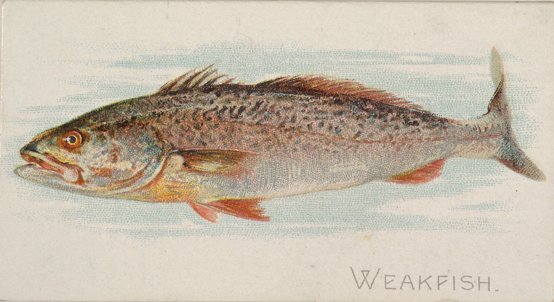 Weakfish, from the Fish from American Waters series (N8) for Allen & Ginter Cigarettes Brands by Allen & Ginter