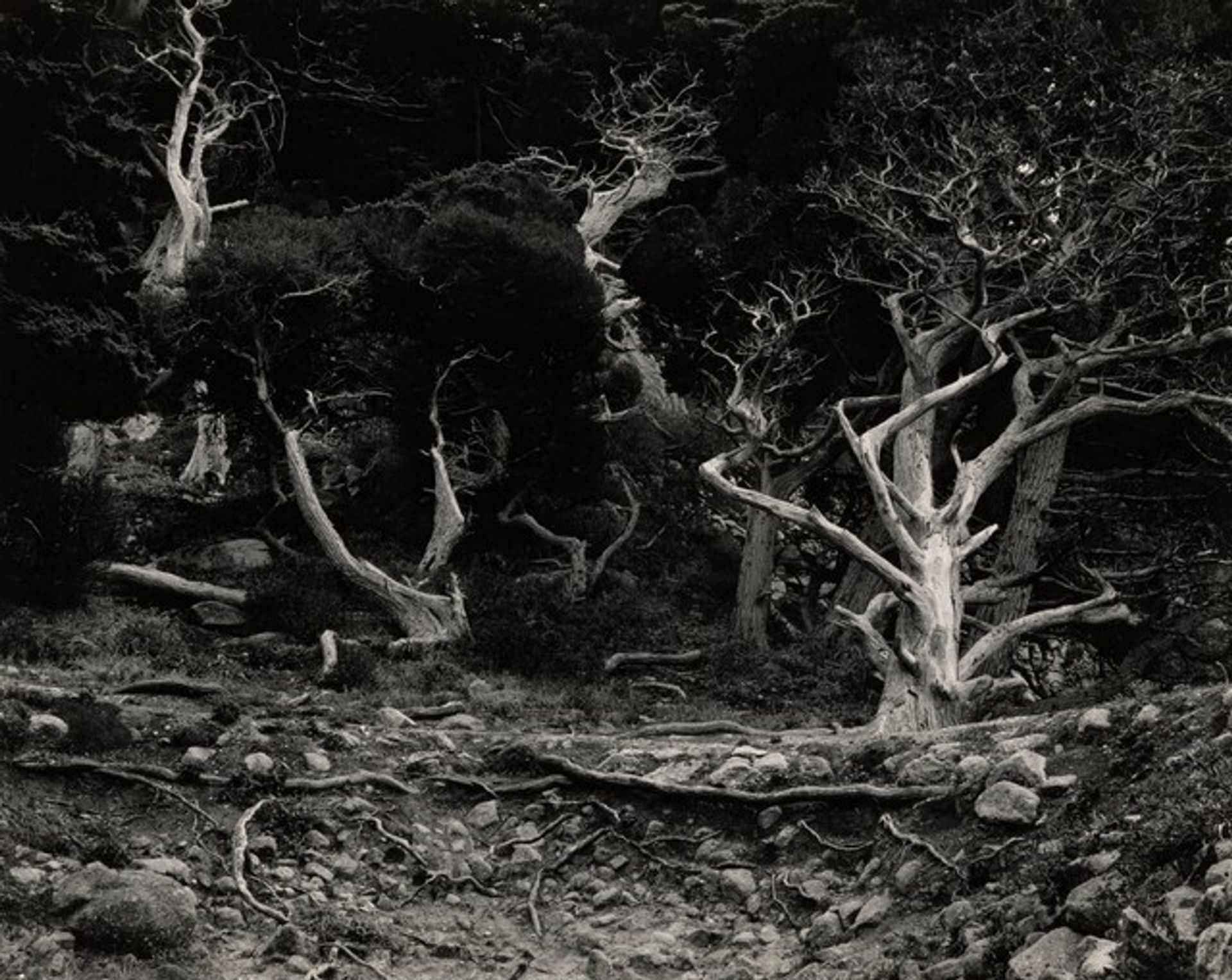 Cypress Grove, Point Lobos by Edward Weston