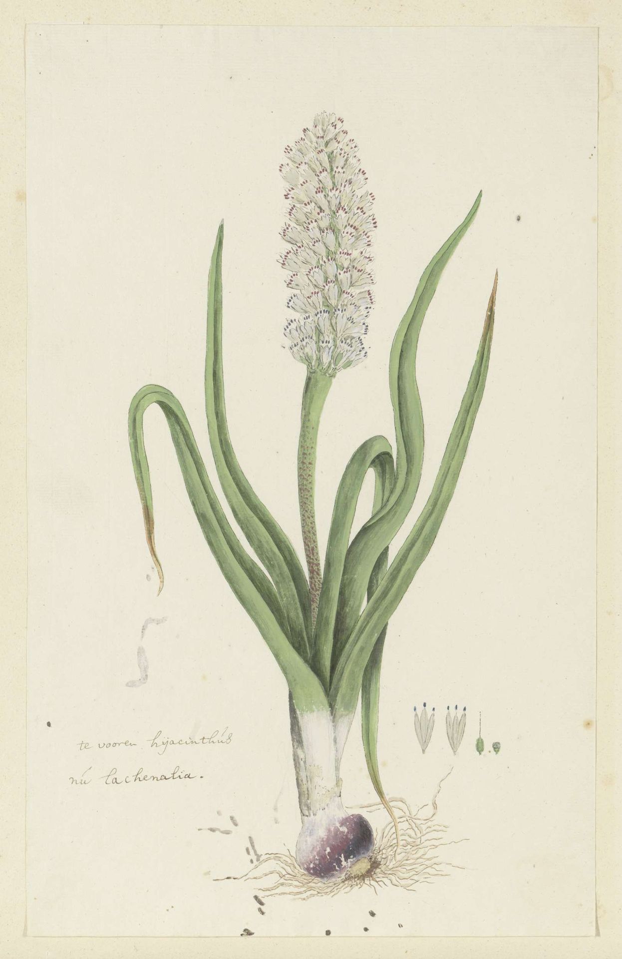 Lachenalia orthopetala Jacq. (Hyacinth) by Robert Jacob Gordon