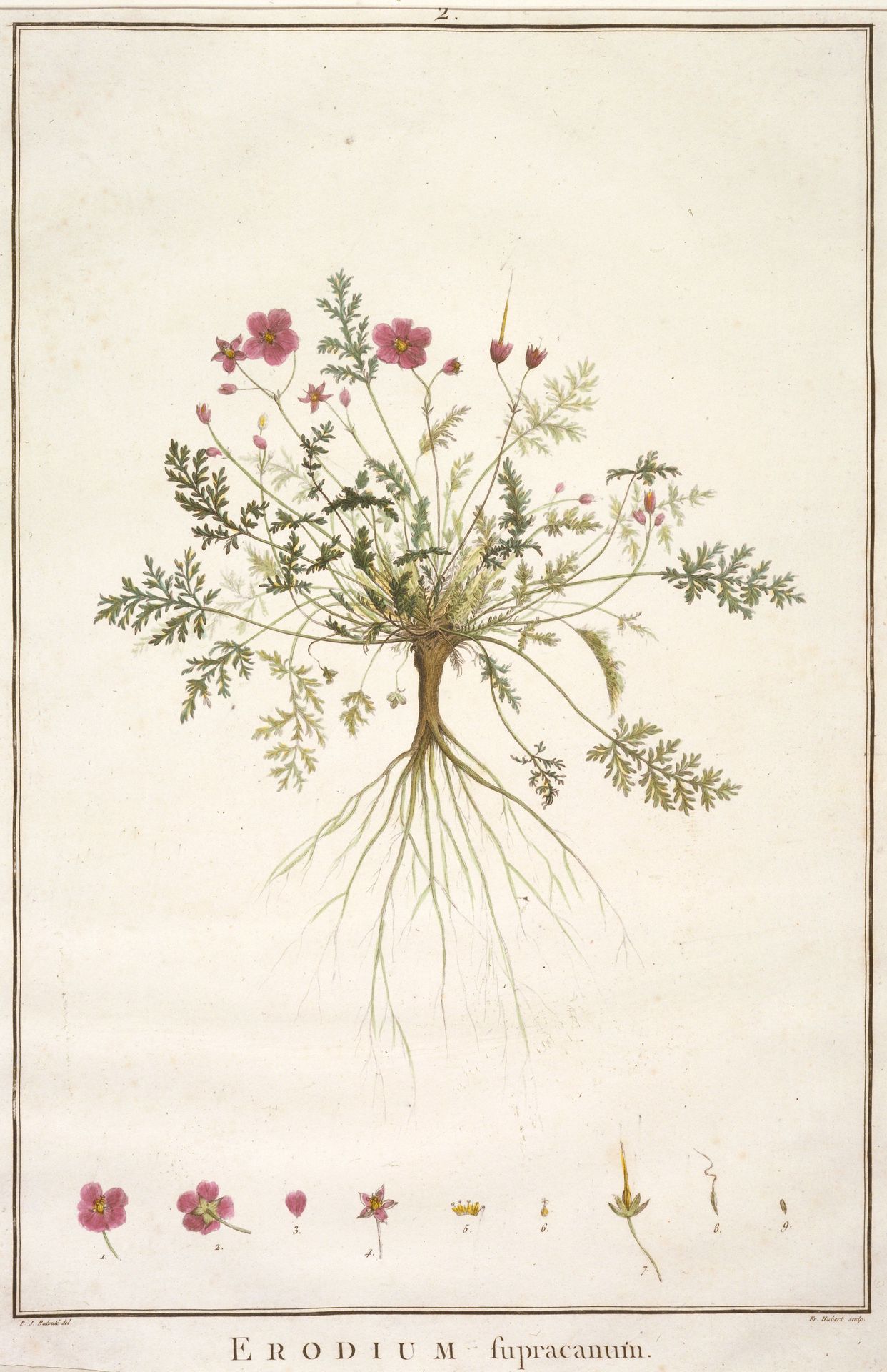 Genista pedunculata by J. J. Juillet