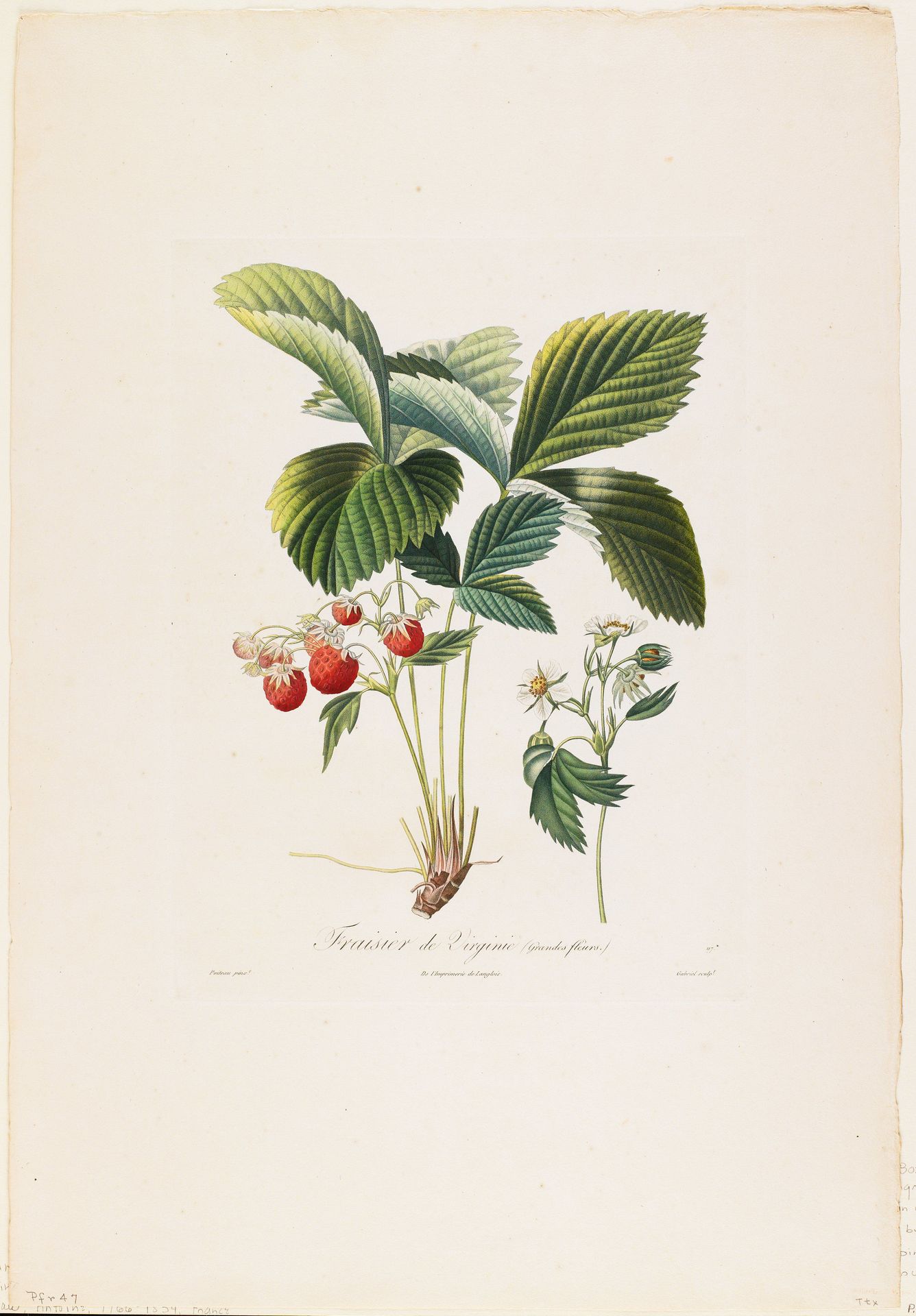 Fraisier de Virginie (Grandes fleurs) by Anonymous