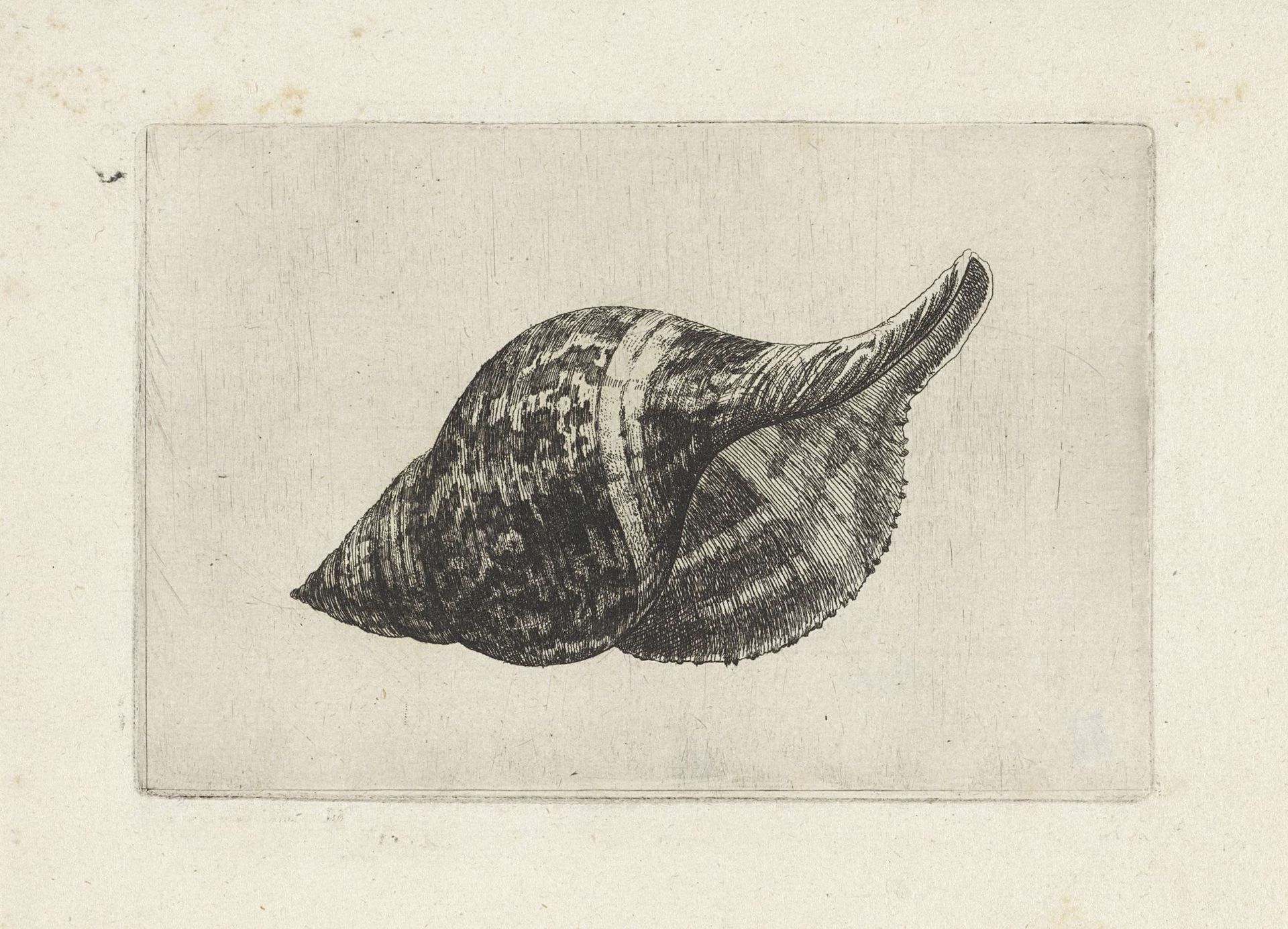 Schelp, fasciolaria tulipa by Wenceslaus Hollar
