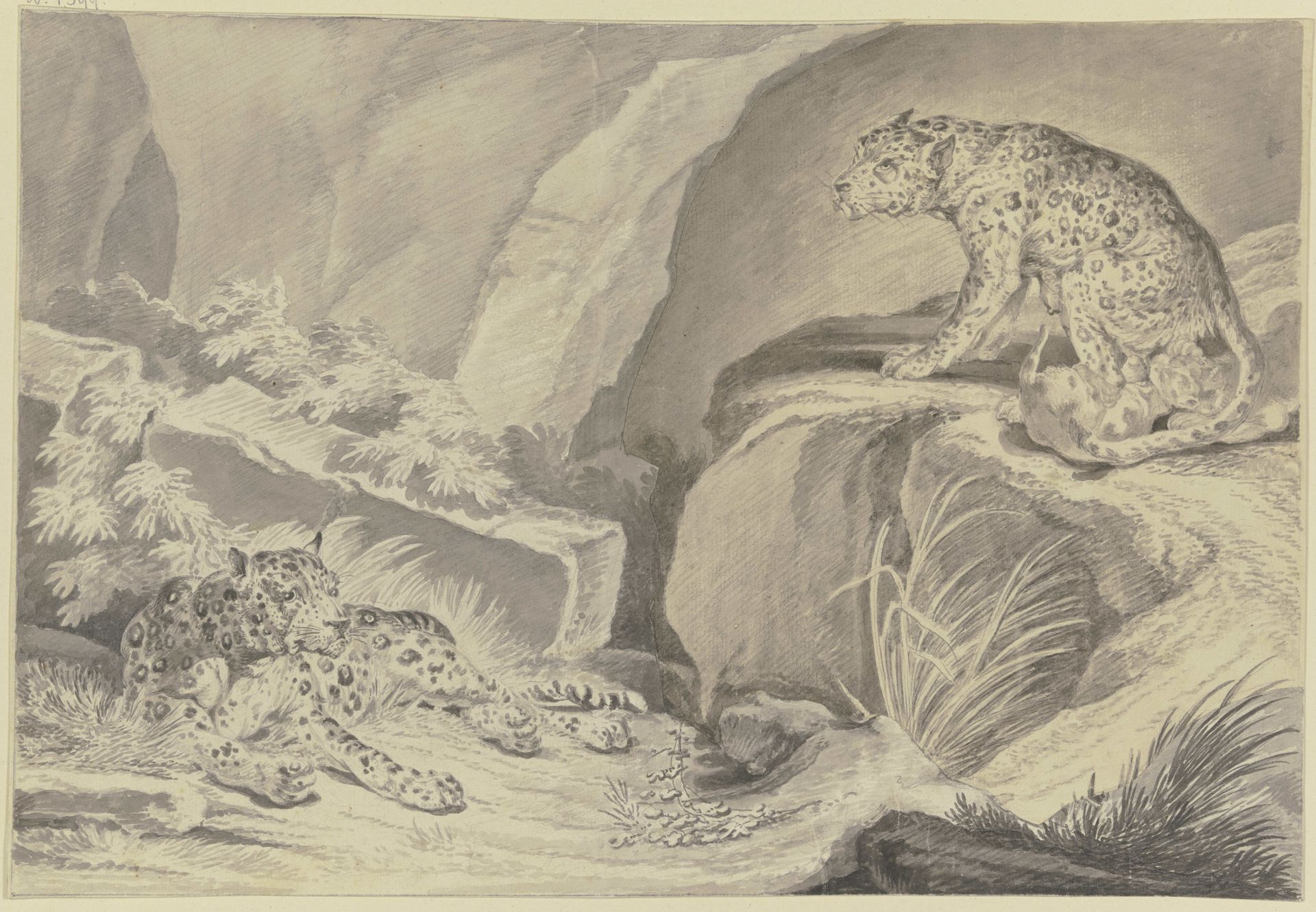 Zwei Jaguare mit ihren Jungen in einer Felsenkluft by Johann Elias Ridinger