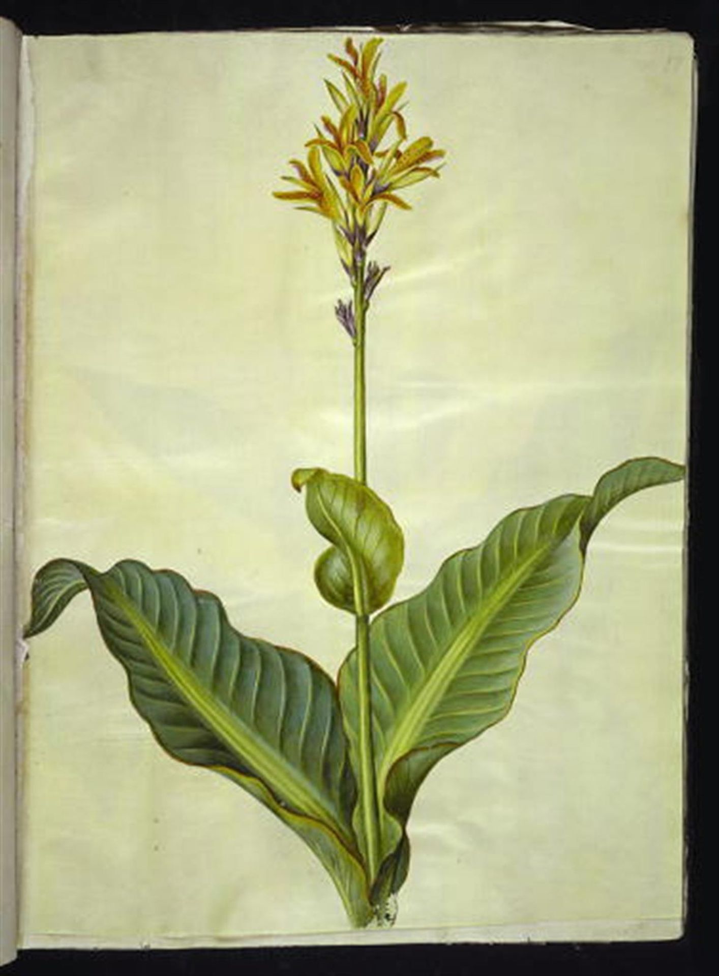 Canna indica (spiselig kanna) by Hans Simon Holtzbecker
