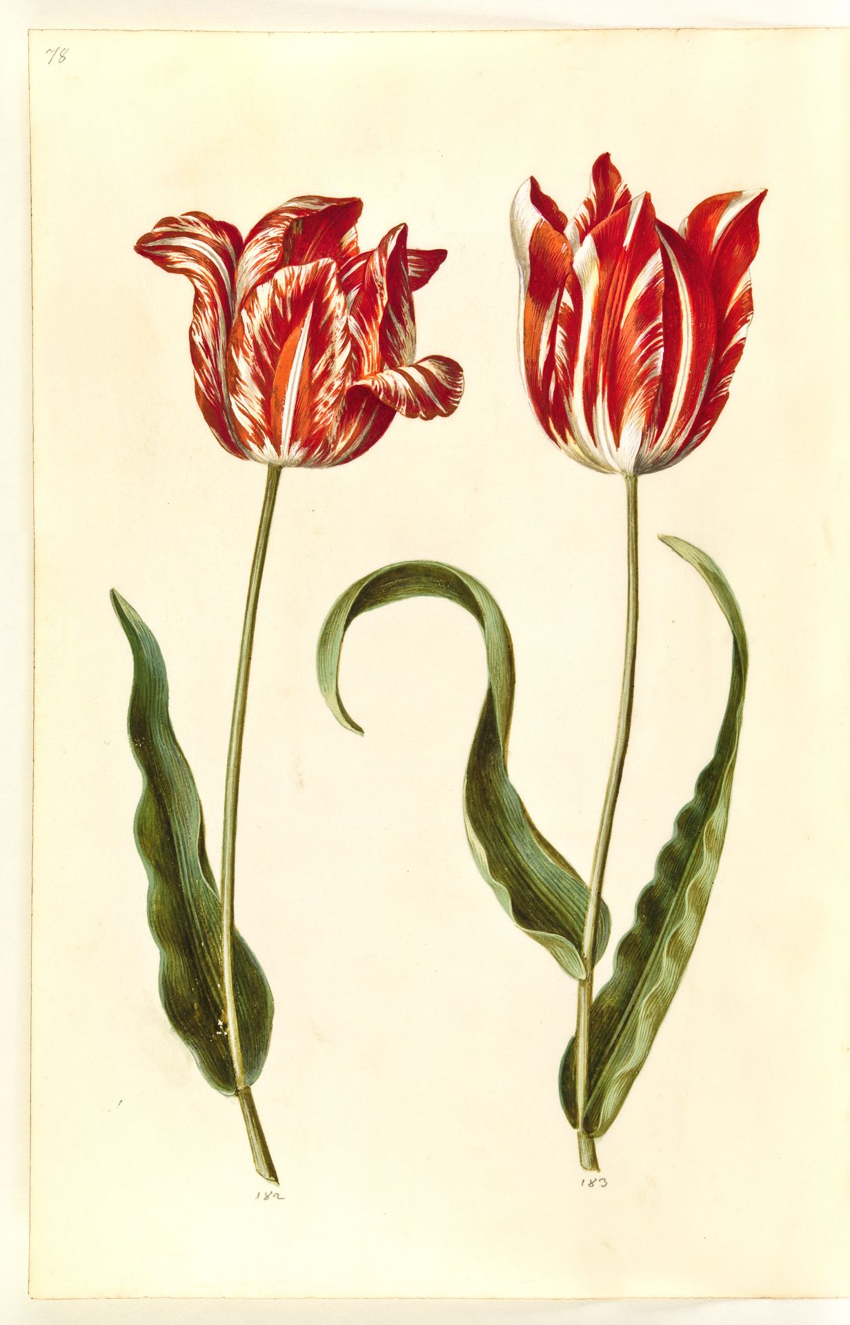 Tulipa gesneriana (have-tulipan) by Hans Simon Holtzbecker