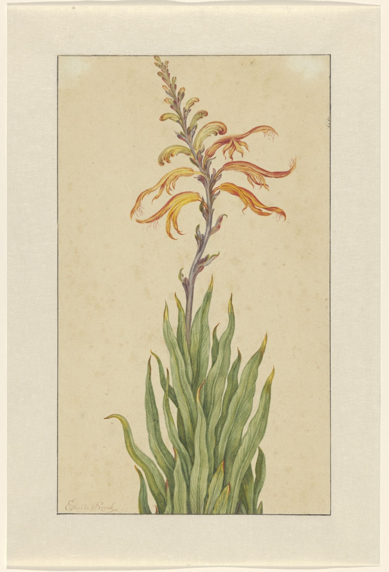 Crocosmia (Montbretia) by Elias van den Broeck