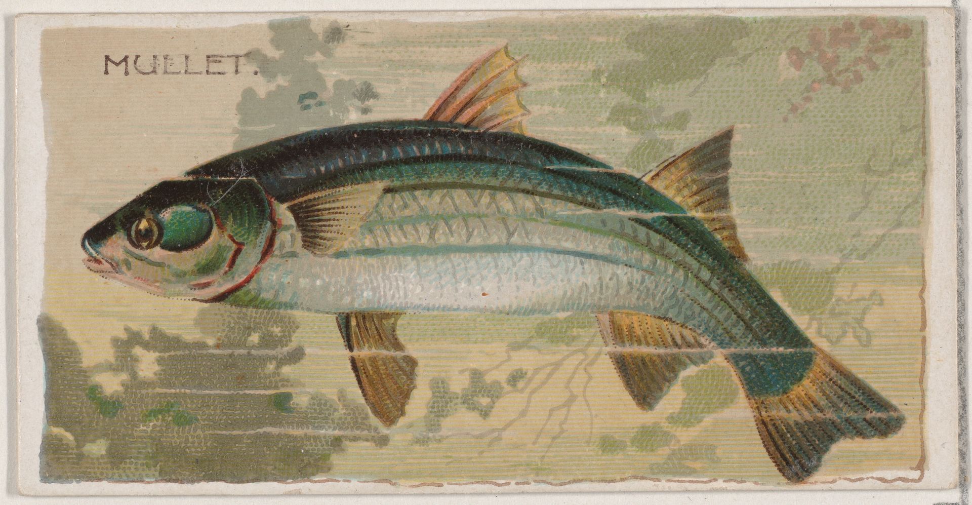 Mullet, from the series Fishers and Fish (N74) for Duke brand cigarettes by Knapp & Company