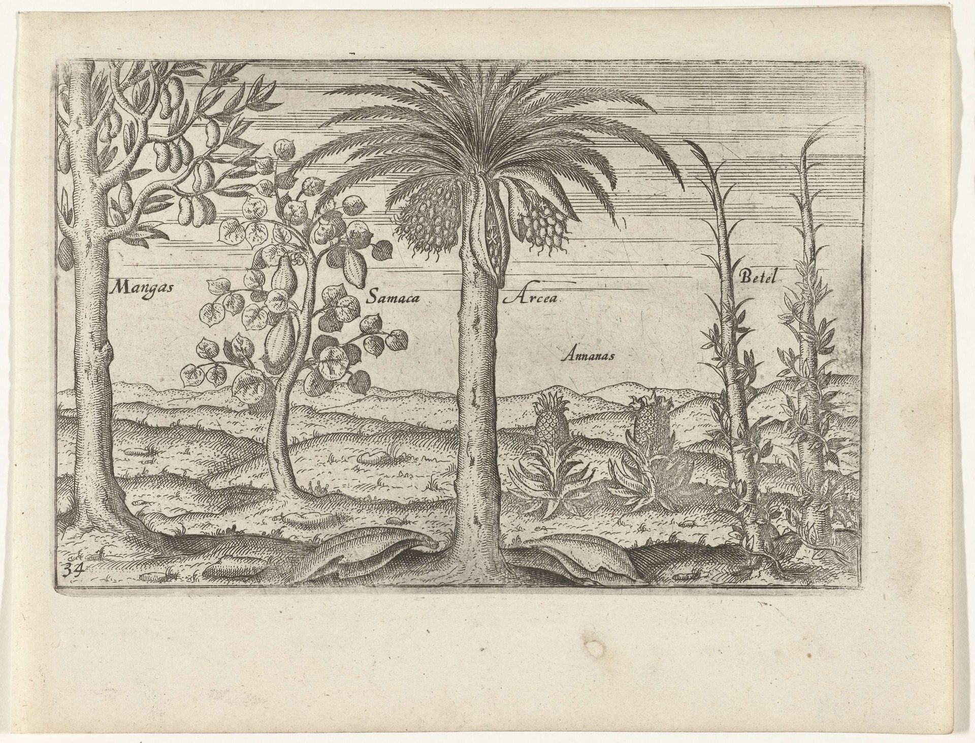 Fruitbomen en kruiden op Java, 1596 by Anonymous