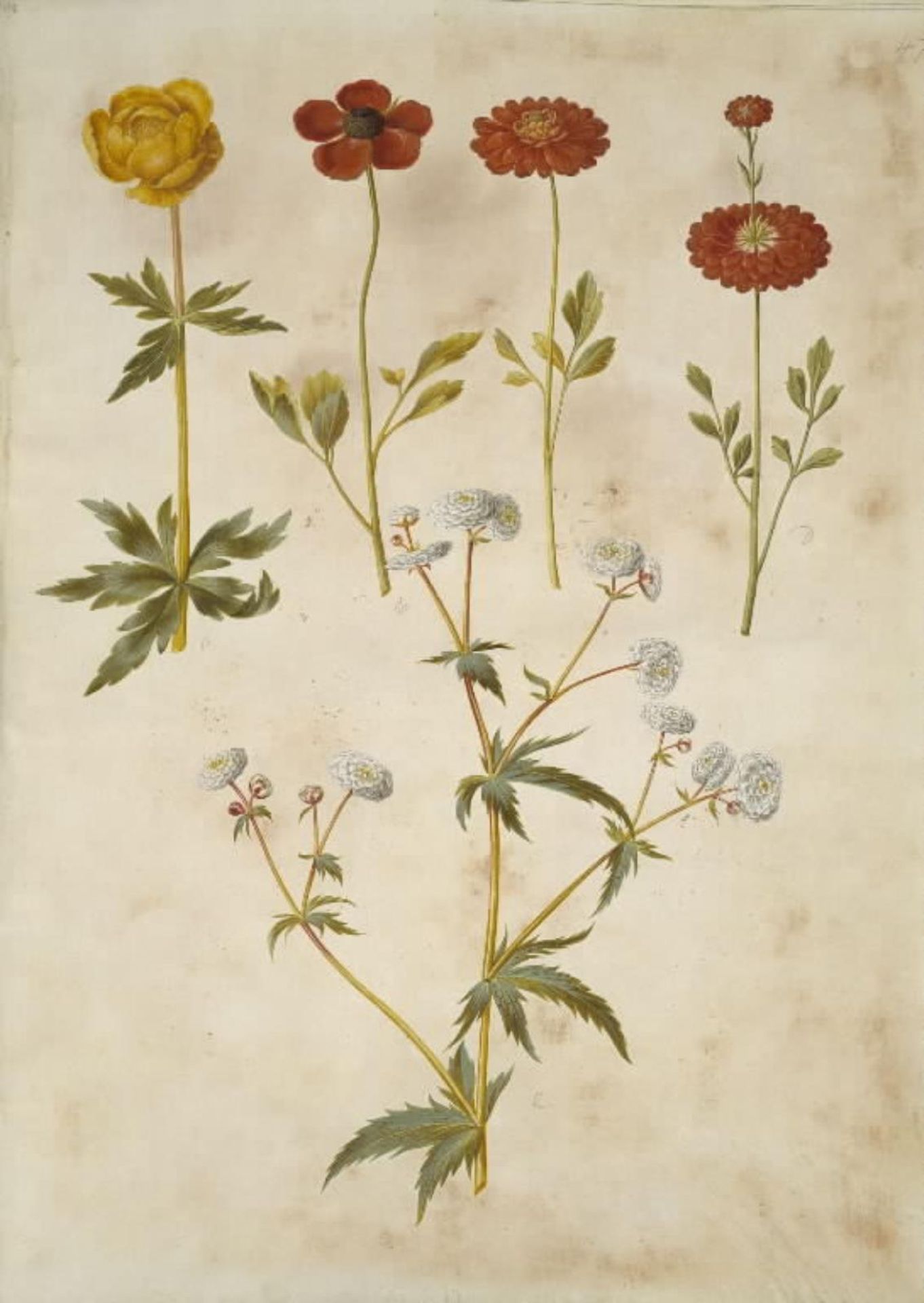 Trollius europaeus (europæisk engblomme); Ranunculus asiaticus (have-ranunkel); Ranunculus aconitifolius (sølvknap-ranunkel) by Hans Simon Holtzbecker