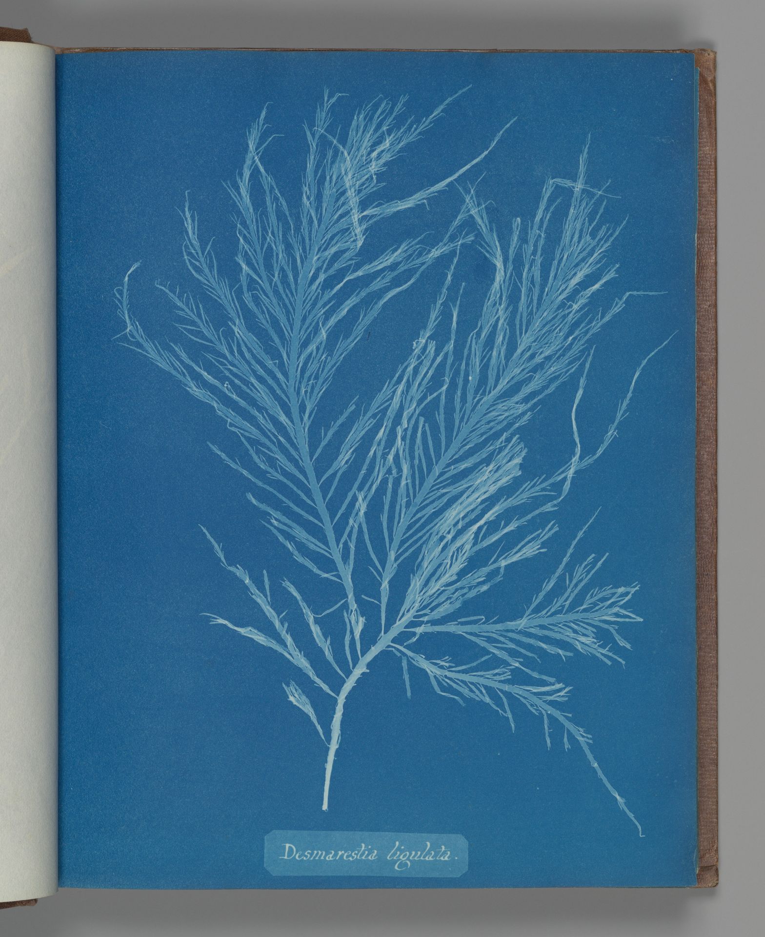 Desmarestia liqulata by Anna Atkins