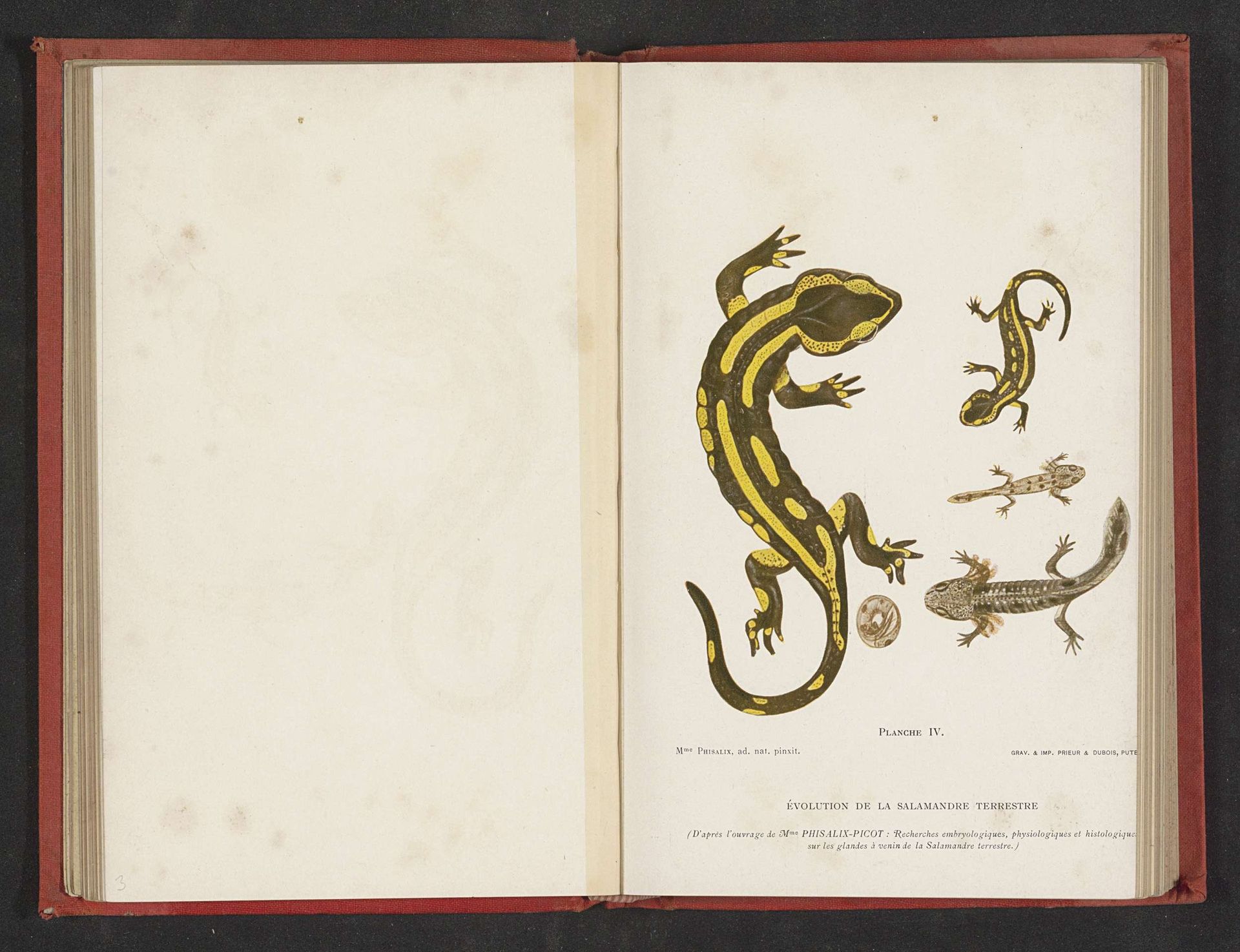 Evolutie van ei tot salamander by Anonymous