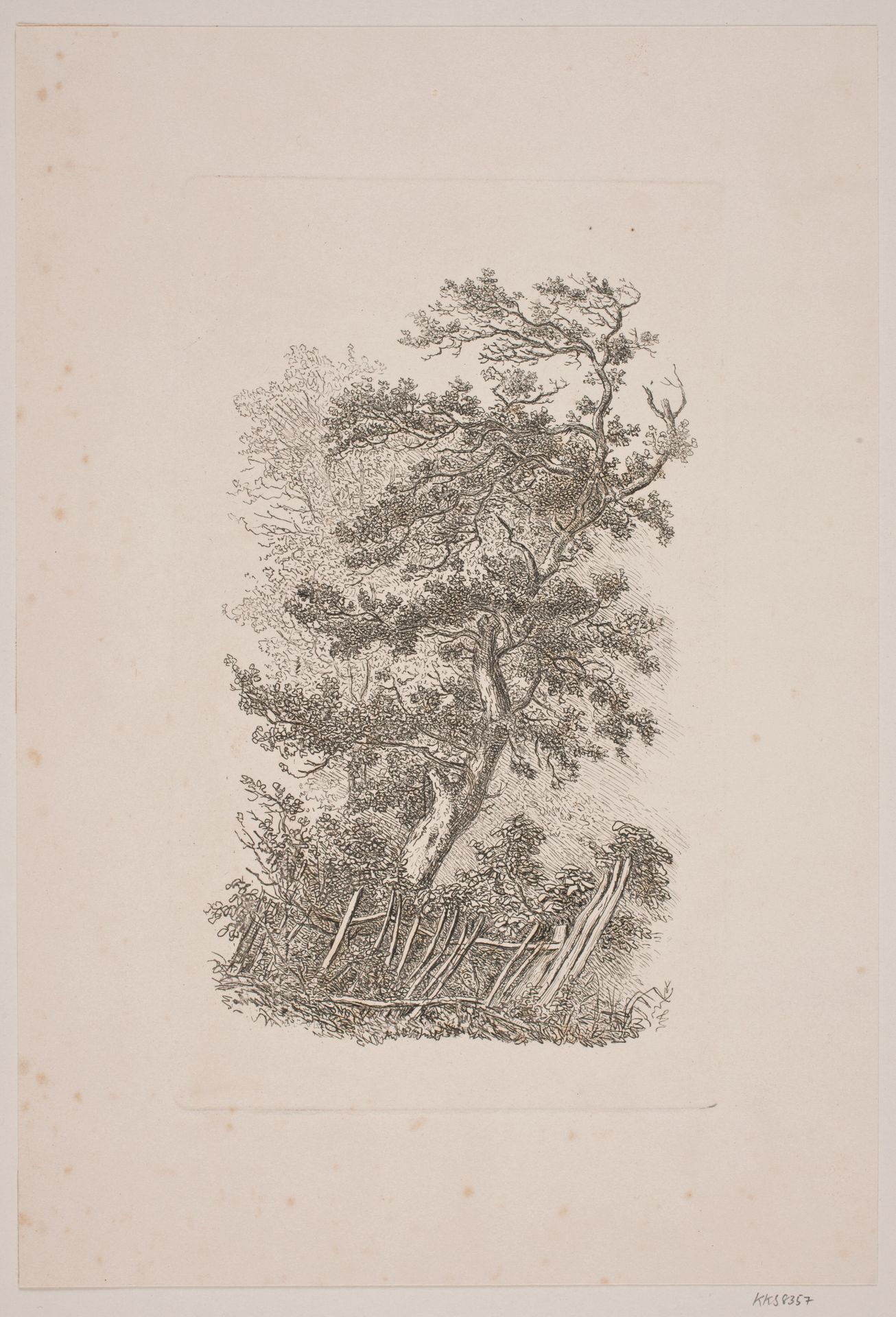 Et egetræ by J.P. Møller