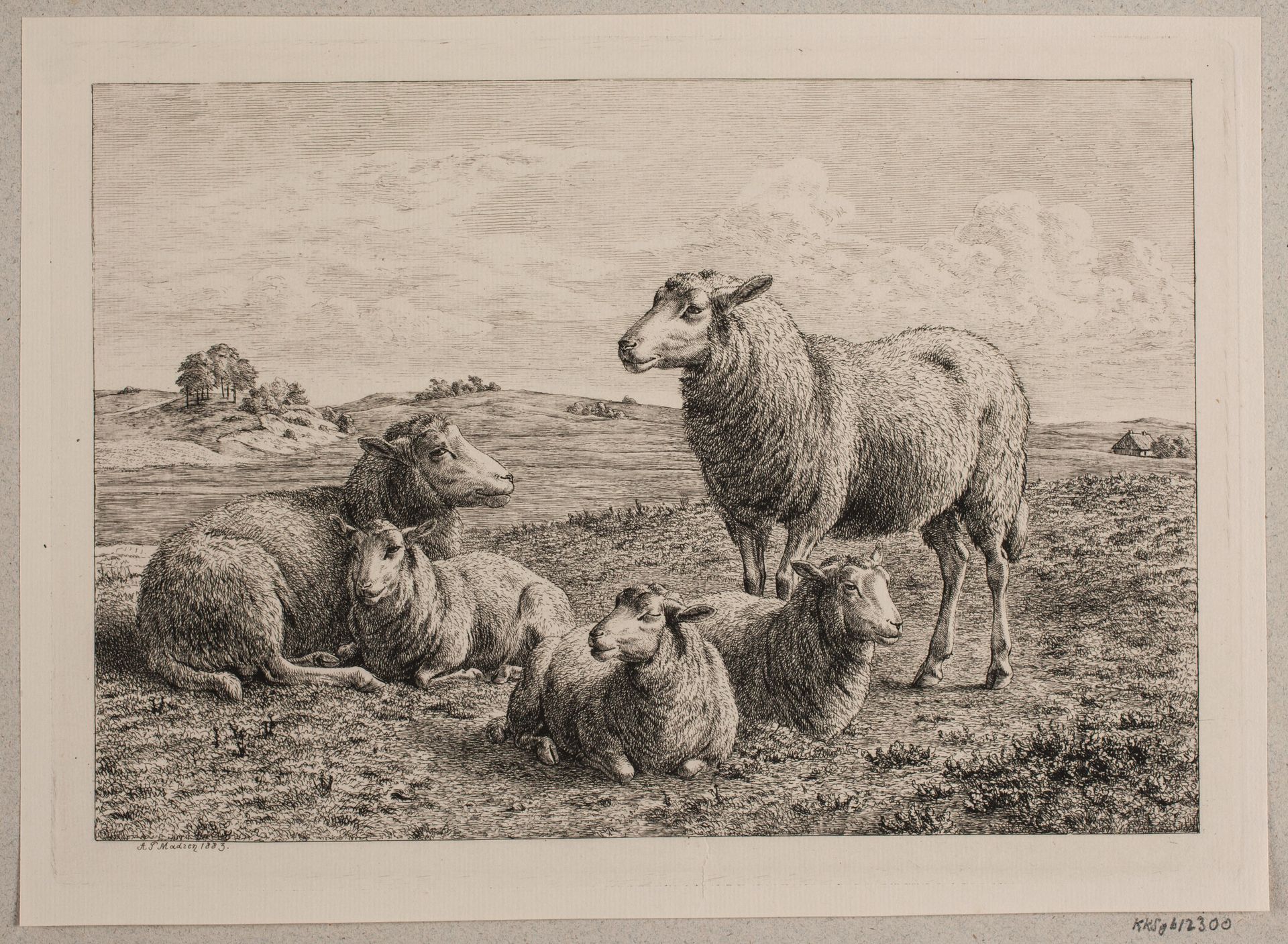 Får og lam på marken by Madsen, A.P.