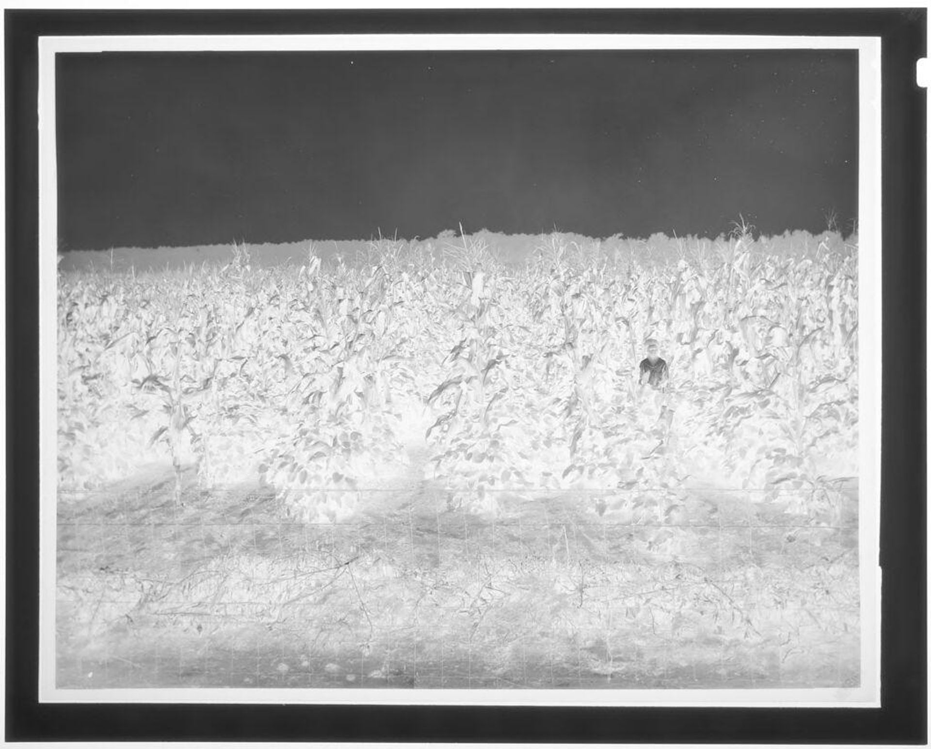 Untitled (lone figure in cornfield) by Hamblin Studio