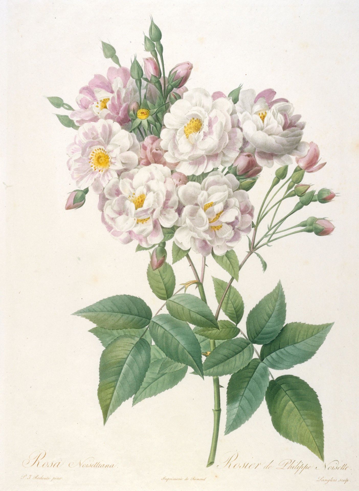 Rosa noisettiana (Rosebush of Philippe Noisette) by François Langlois (called Ciartres)
