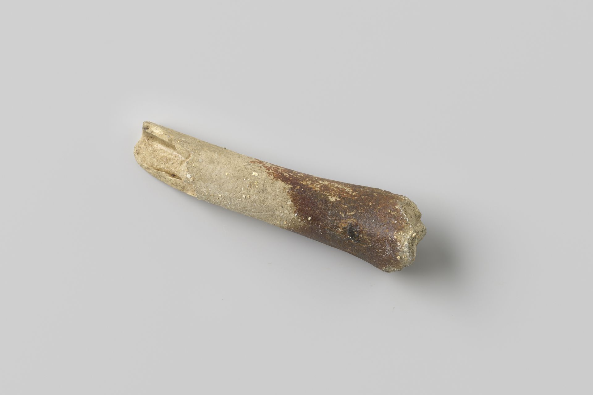 Fragment varkensbot uit het wrak van de Oost-Indiëvaarder Hollandia by niet van toepassing