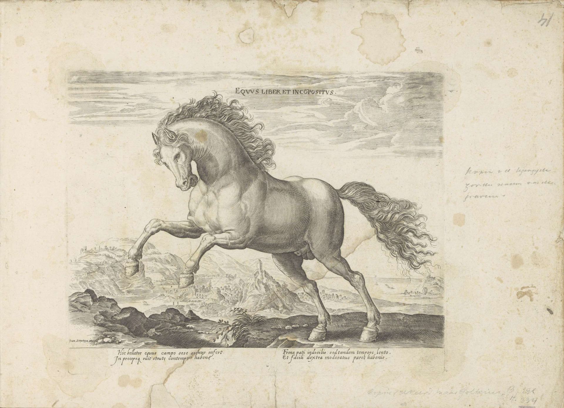 Wild paard by Anonymous