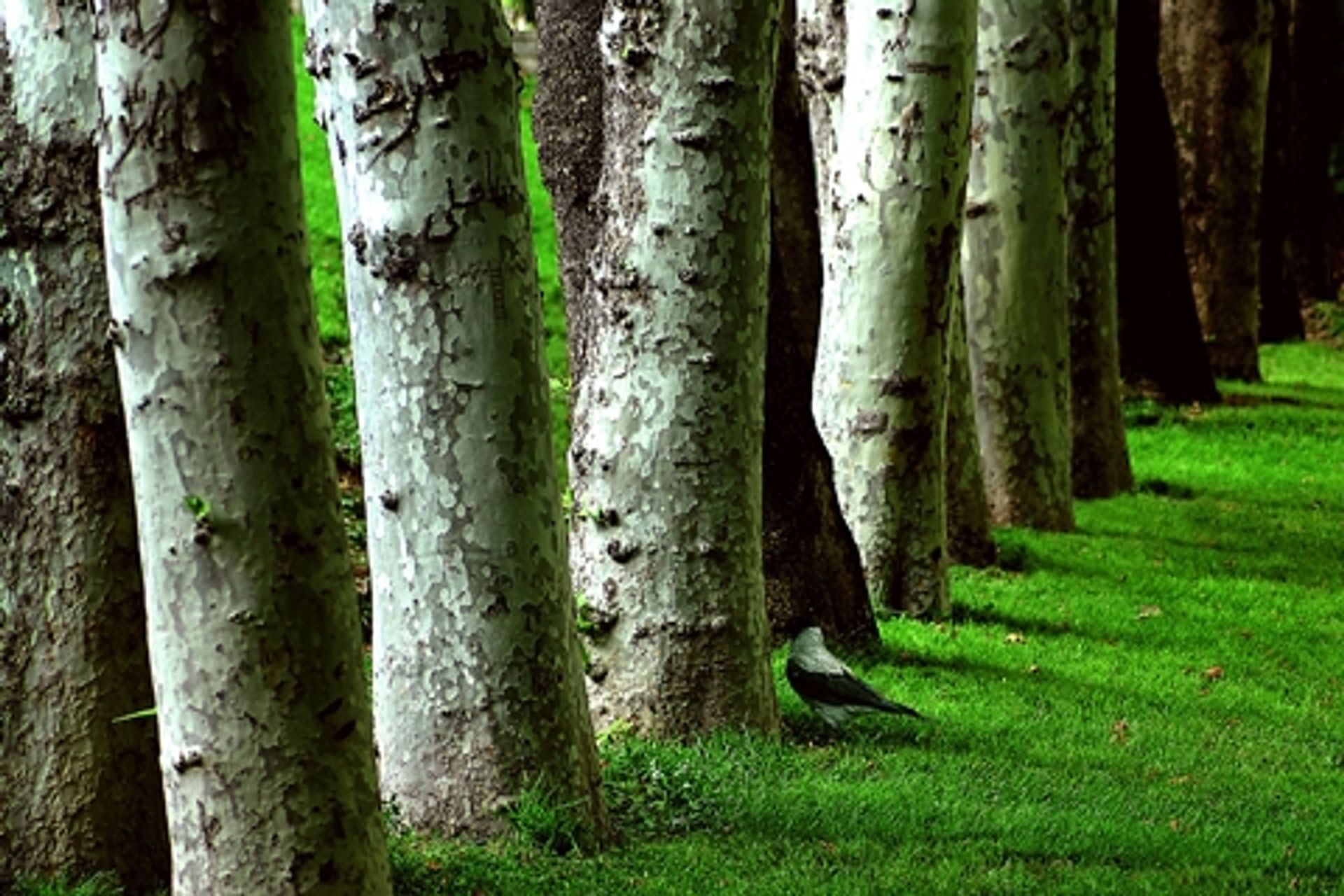 Trees and Crows by Abbas Kiarostami