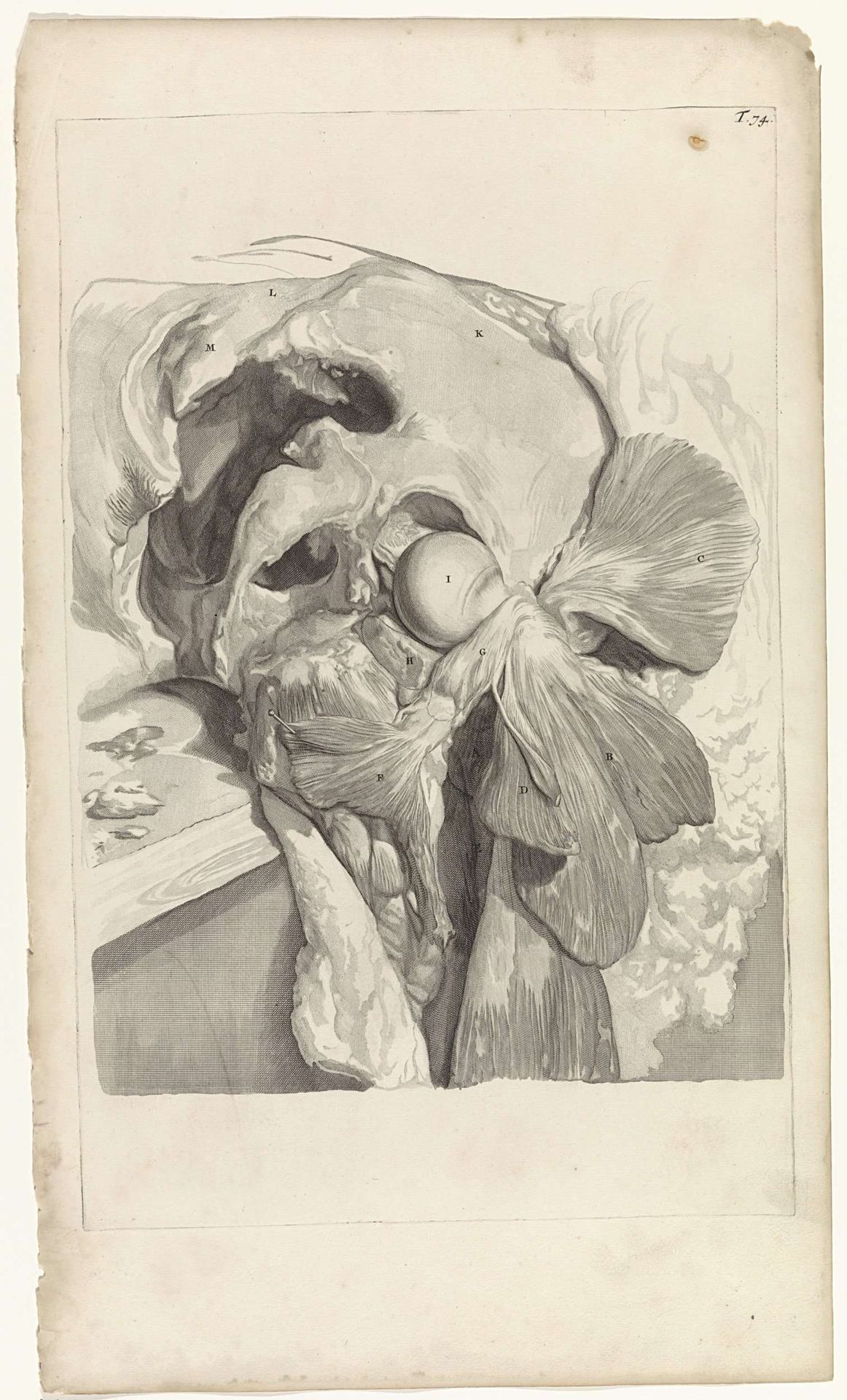 Anatomische studie van de spieren en het bot van het linkerdijbeen en de heup by Pieter van Gunst