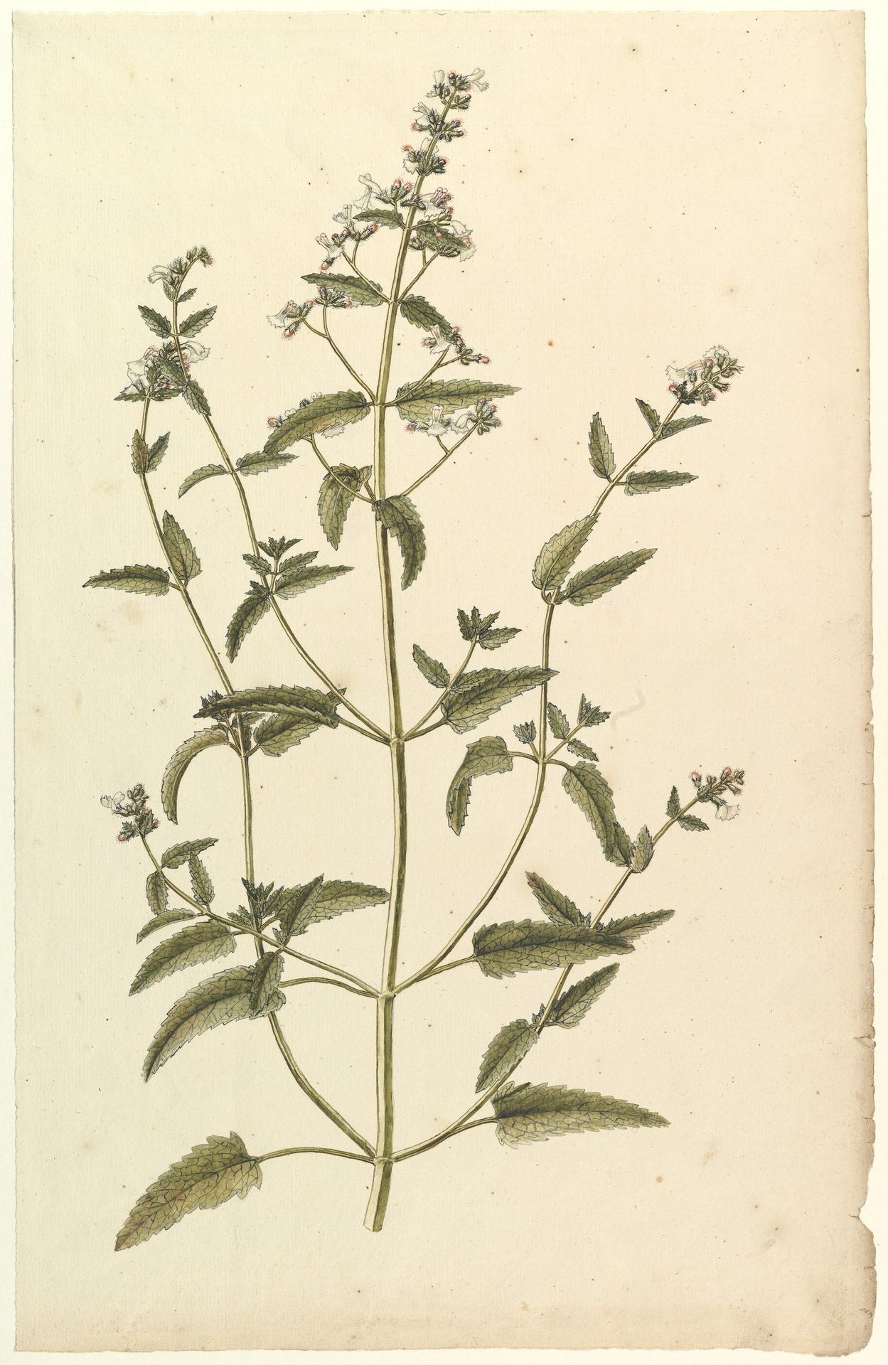 Botanical Study with a Species of the Nettle Family (genus Urtica) by Anonymous