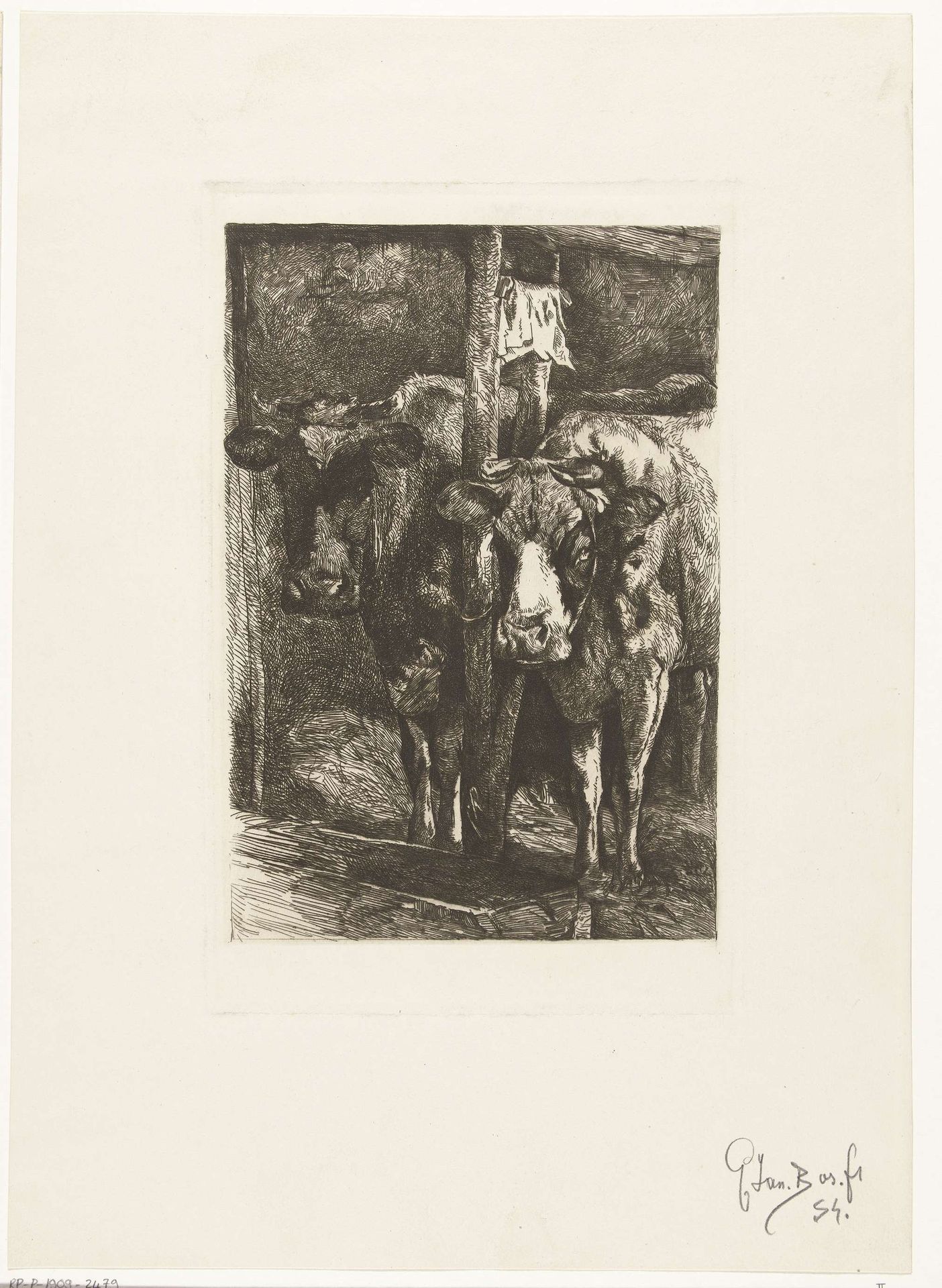 Twee koeien op stal by Gerard Jan Bos