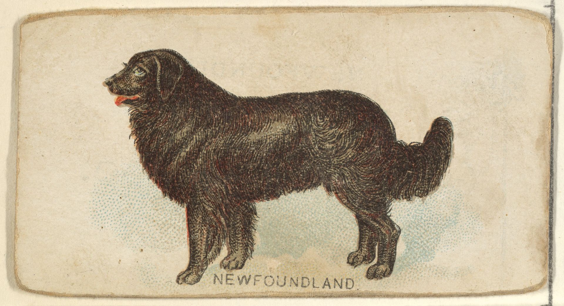 Newfoundland, from the Dogs of the World series for Old Judge Cigarettes by Goodwin & Company