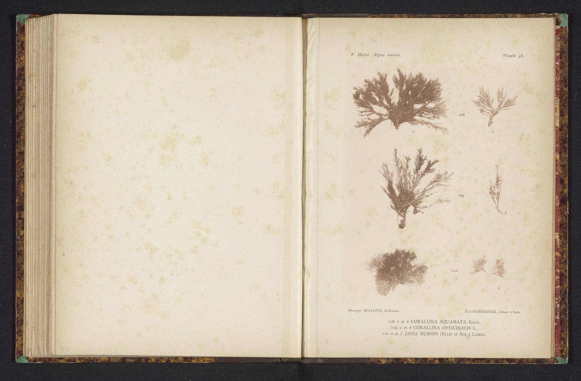 Drie soorten zeewier by Anonymous