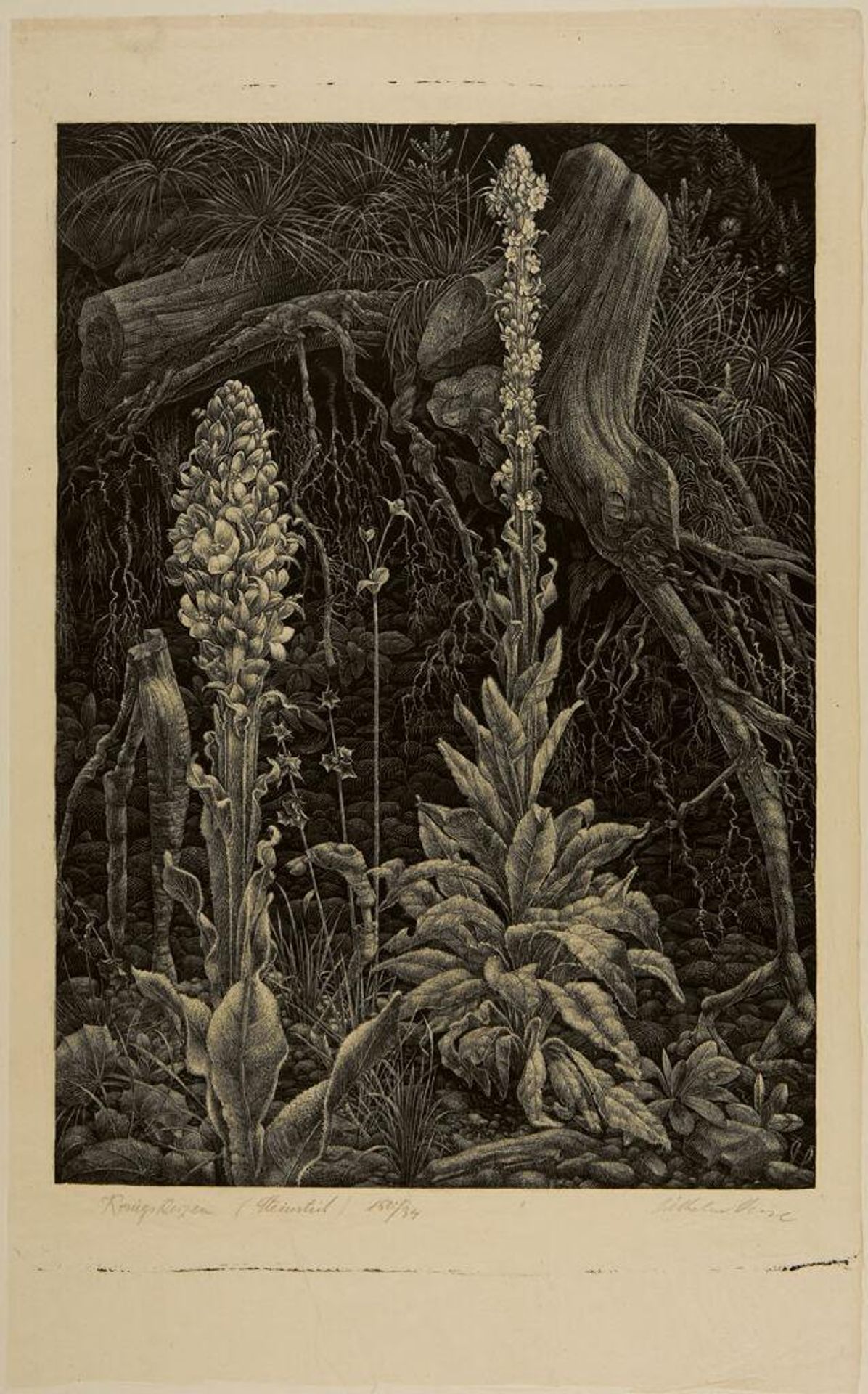 KÃ¶nigs Rosen by Wilhelm Heise
