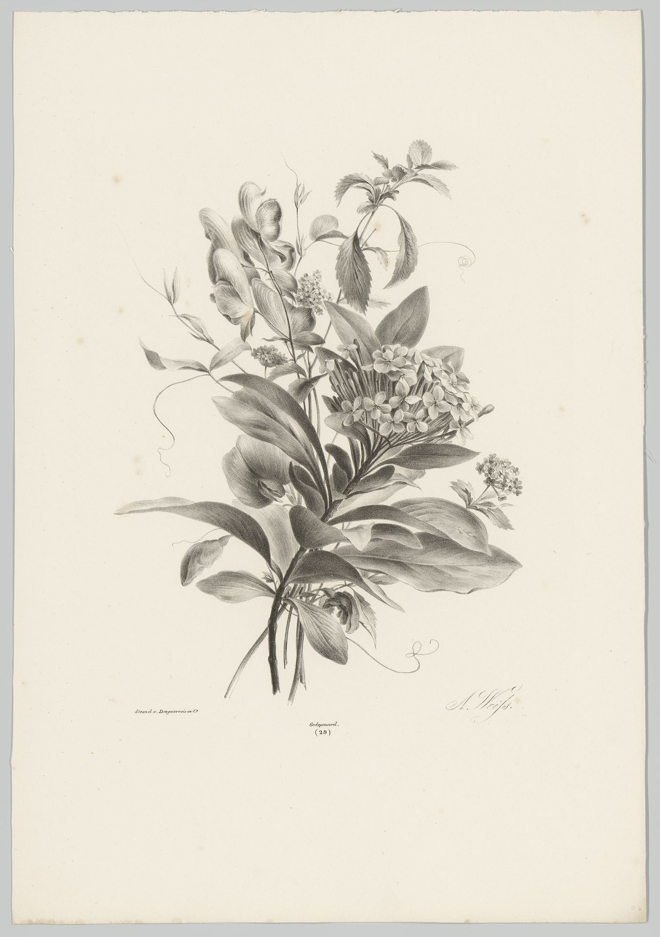 Hortensia's en andere bloemen by Anton Weiss