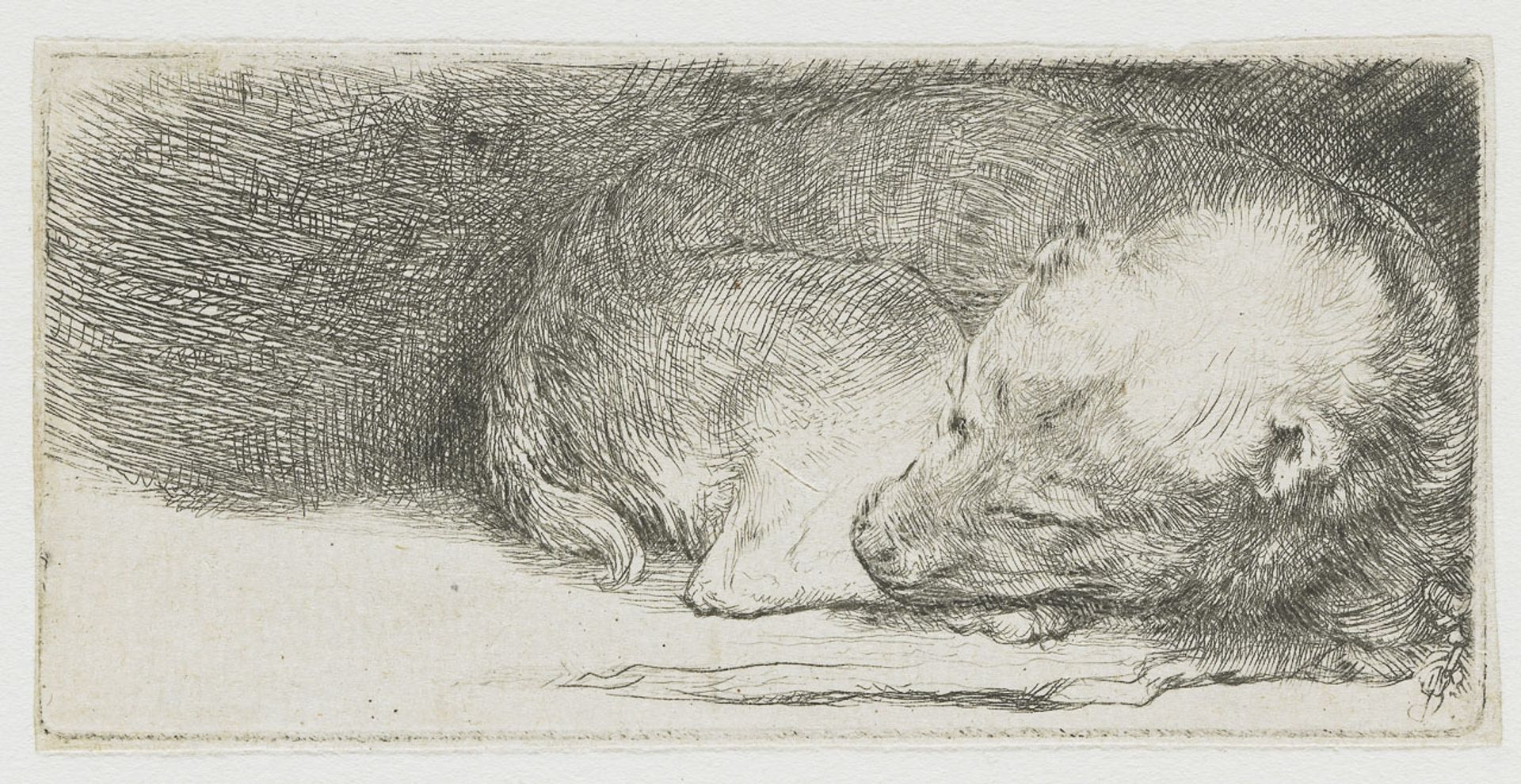 Sleeping puppy by Rembrandt van Rijn