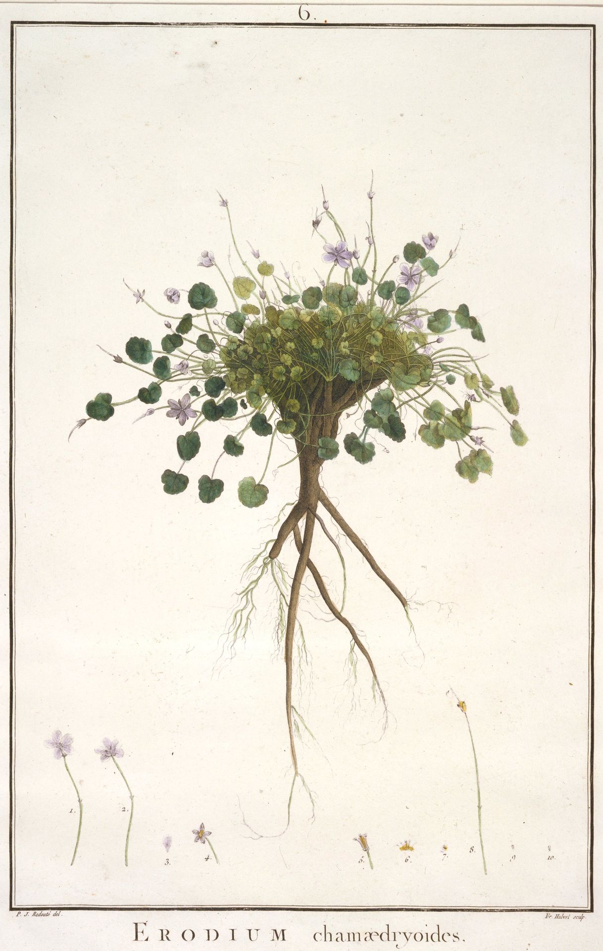 Erodium chamaedryoides by François Hubert