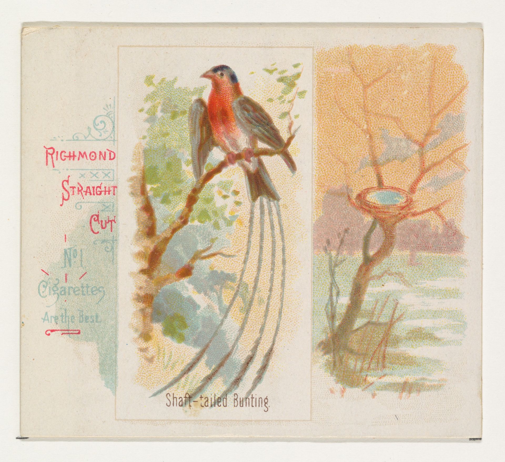 Shaft-tailed Bunting, from the Song Birds of the World series (N42) for Allen & Ginter Cigarettes by Allen & Ginter