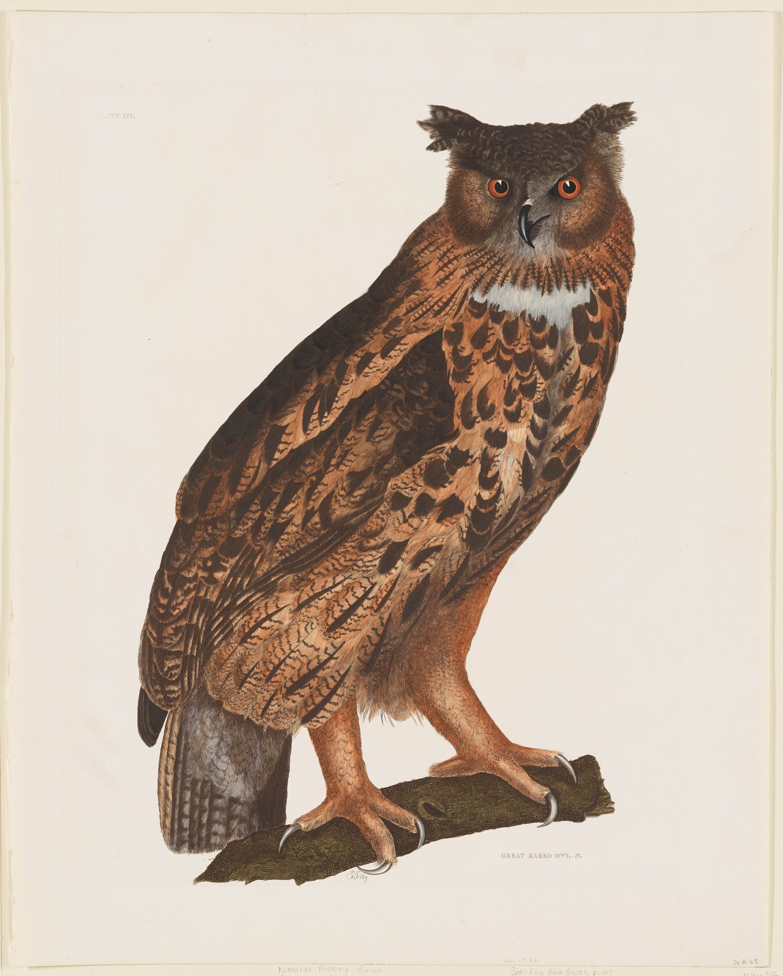 Great Eared Owl by Prideaux John Selby
