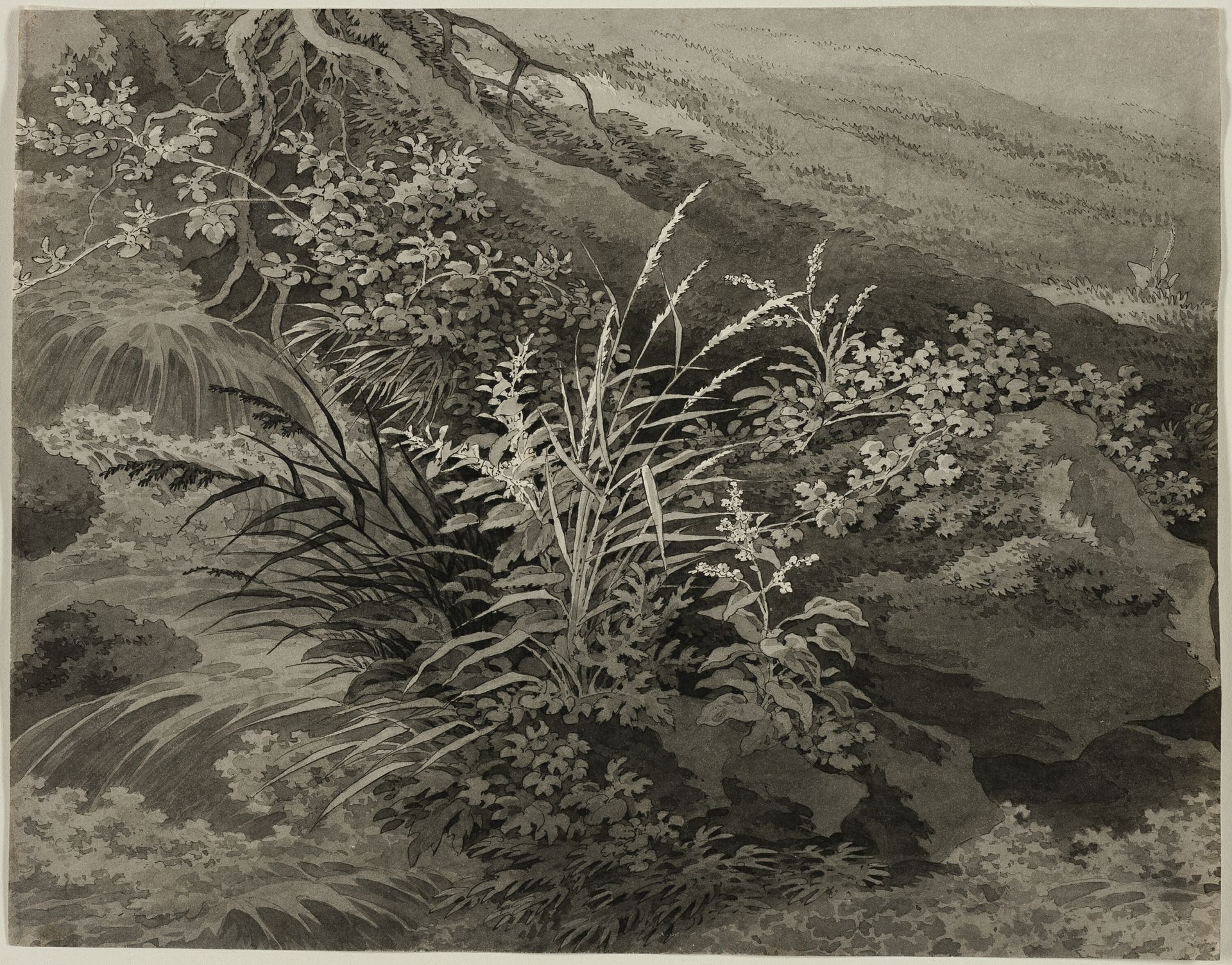 Corner of the Meadow with Reeds and Other Plants by Adrian Zingg
