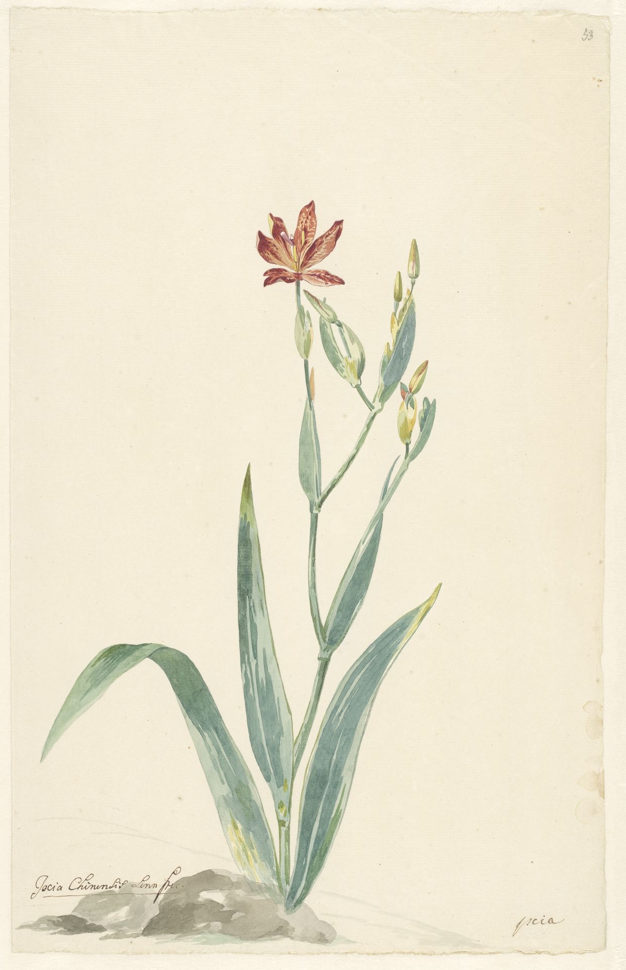 Luipaardbloem in een landschap by Willem van Leen