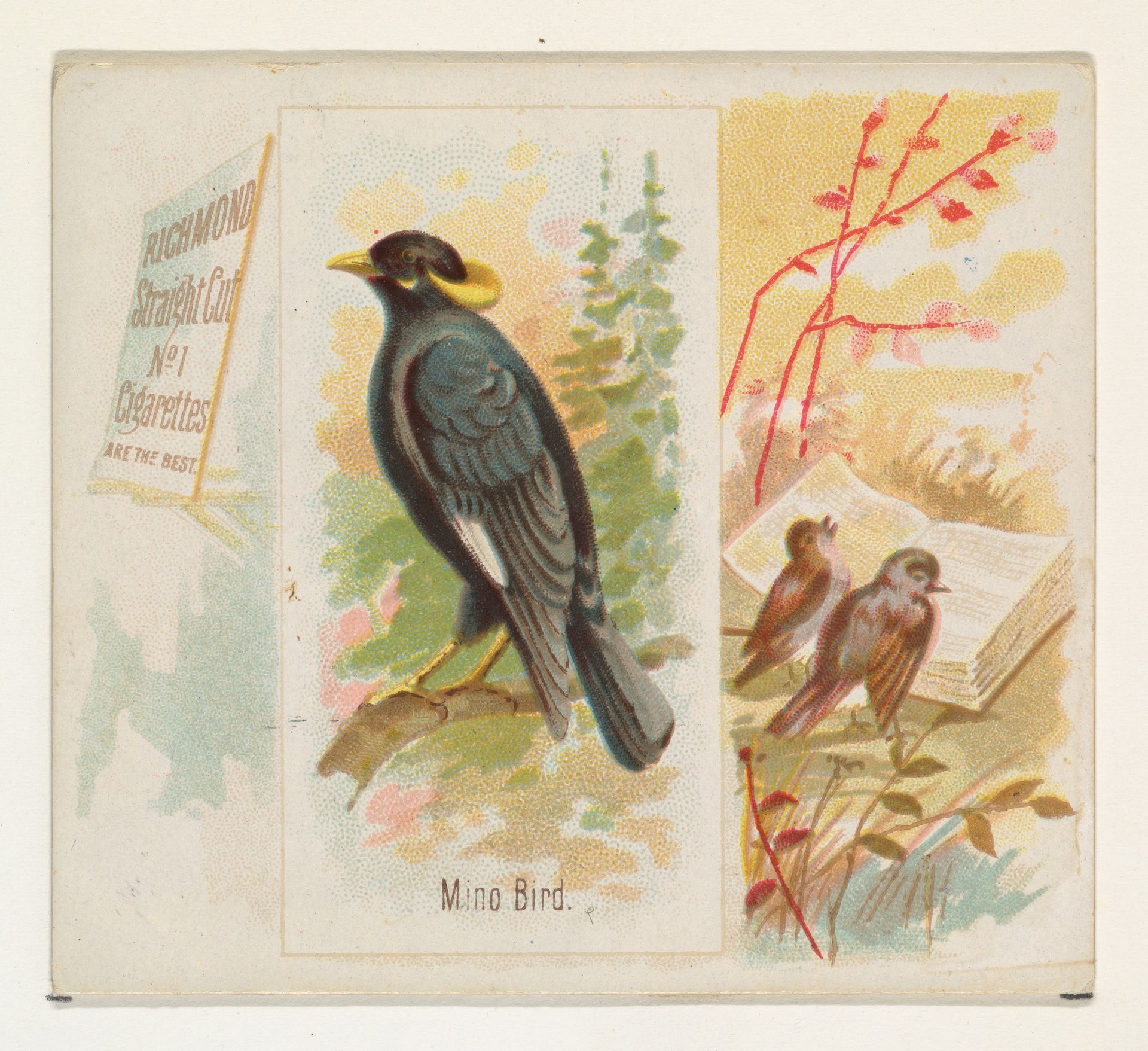 Mino Bird, from the Song Birds of the World series (N42) for Allen & Ginter Cigarettes by Allen & Ginter