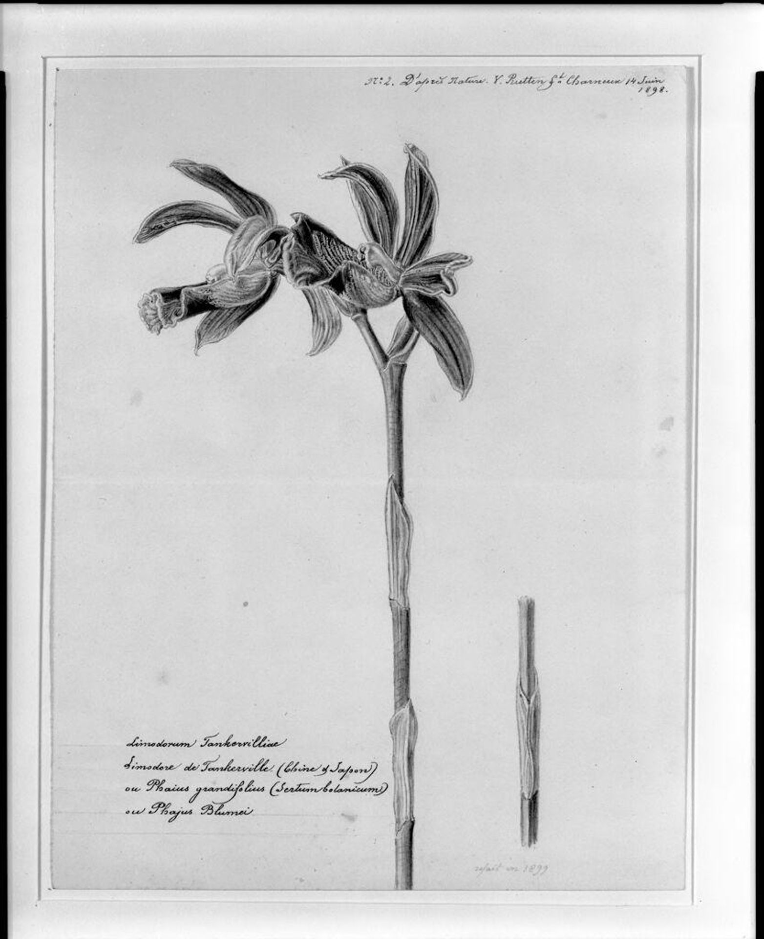 Study of Orchids by V. Rutten