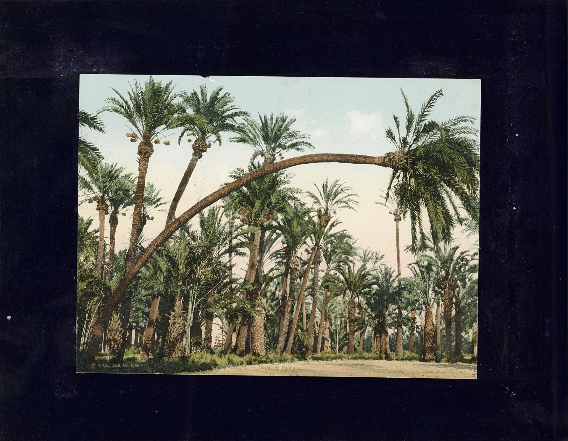 Palmentuin van Elche by F. & Co.