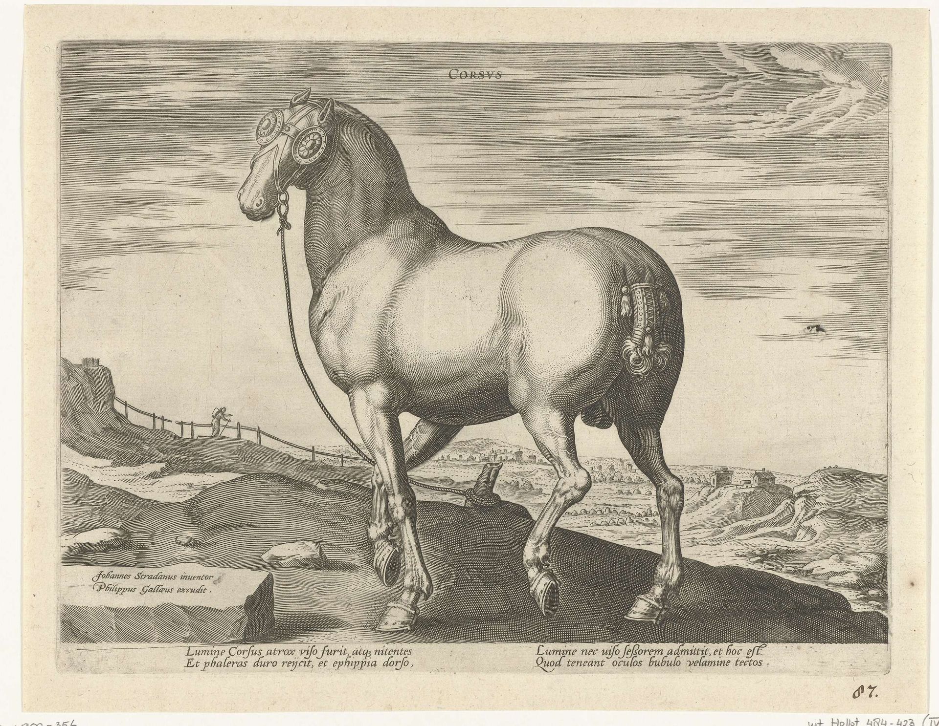 Paard uit Corsica by Hendrick Goltzius