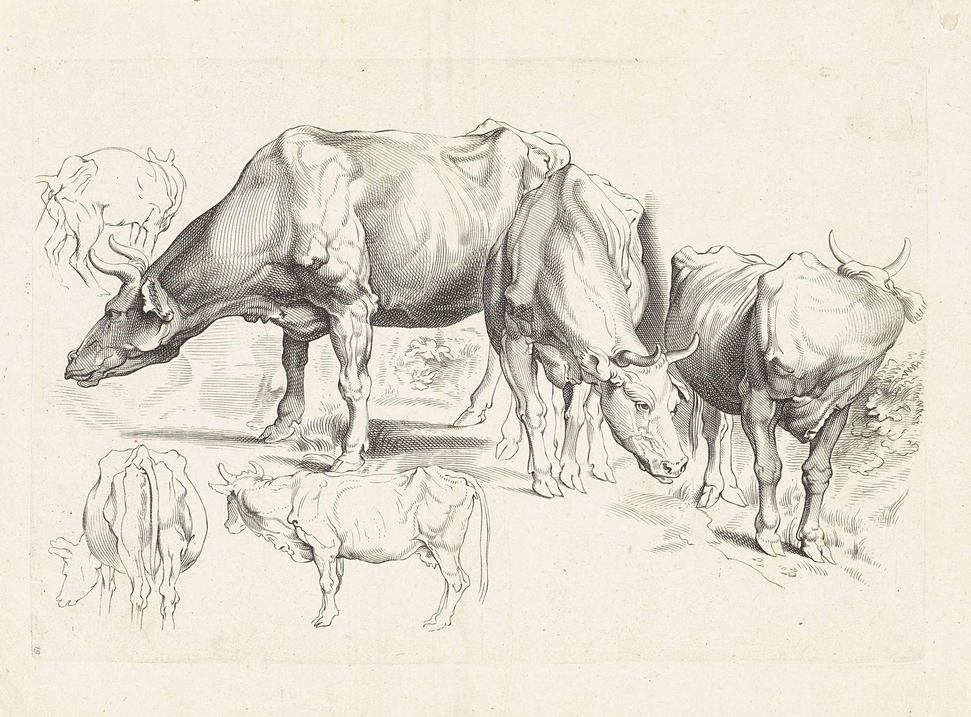 Studies van runderen by Paulus Pontius