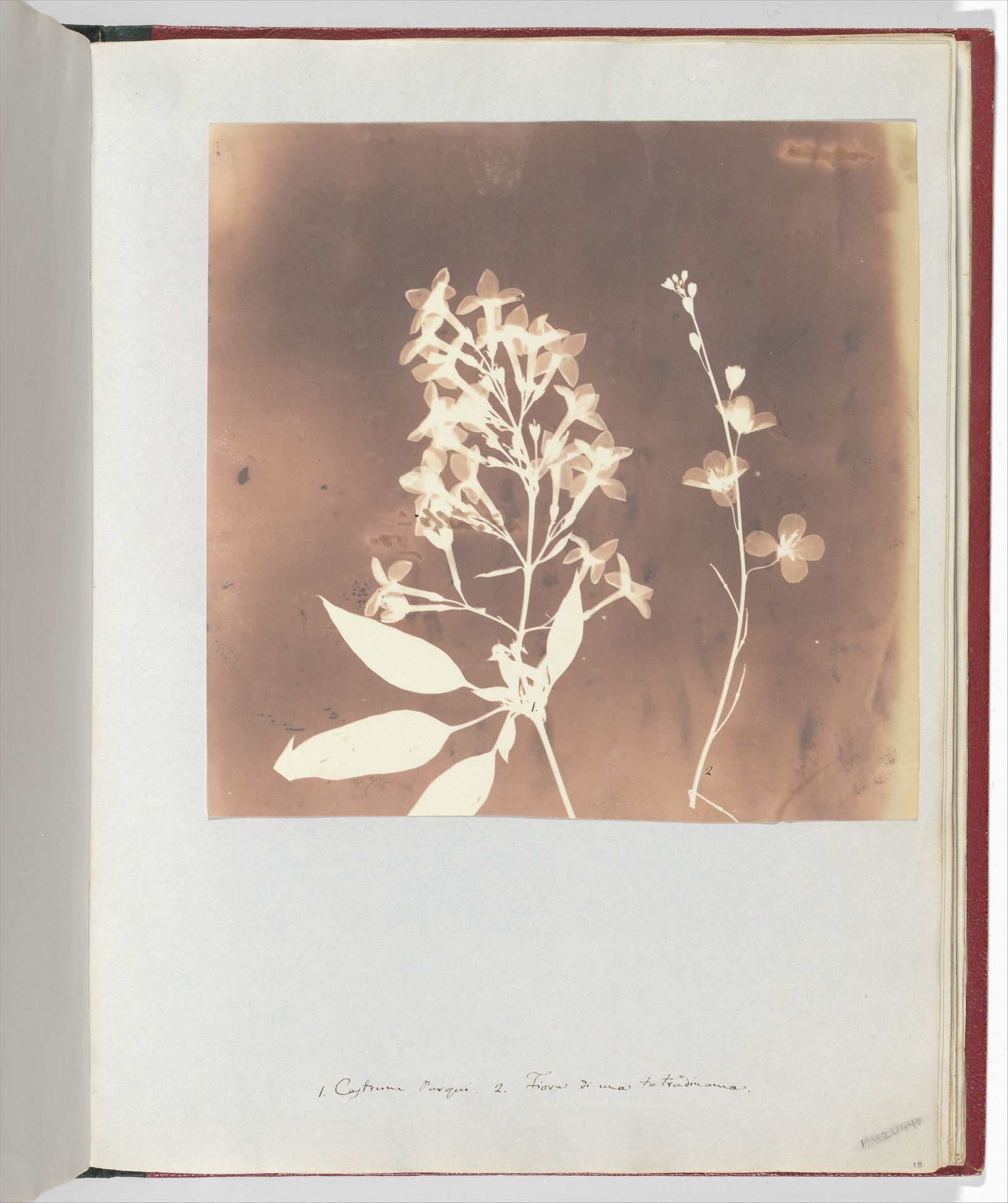 1. Cestrum Parqui. 2. Fiora di una tetradinama. by William Henry Fox Talbot