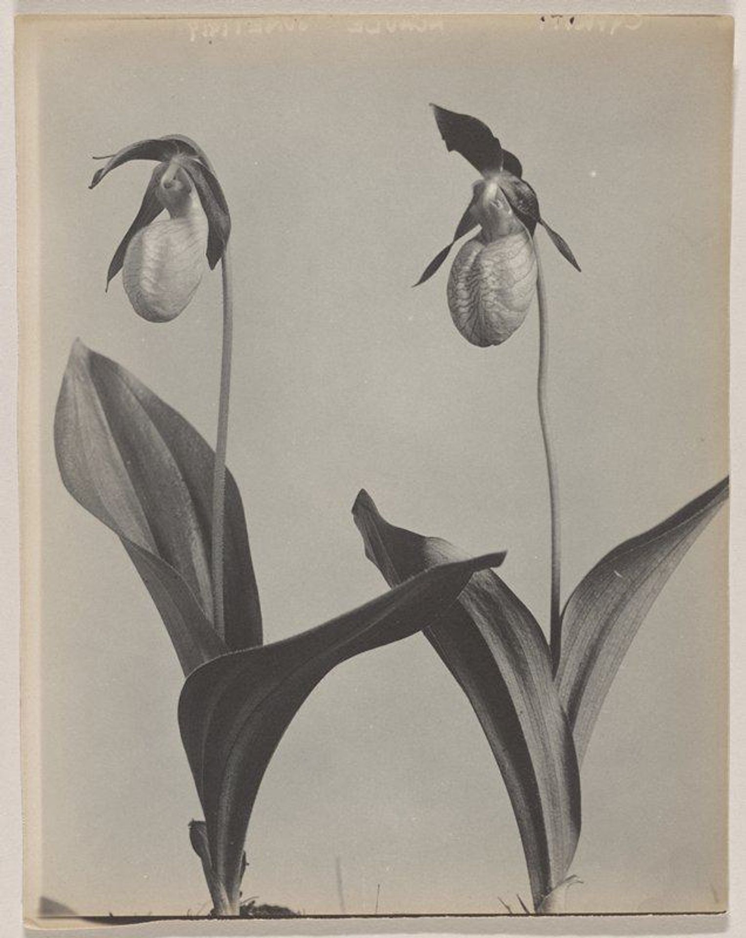 Cypripedium acaule- Moccasin Flower by Edwin Hale Lincoln