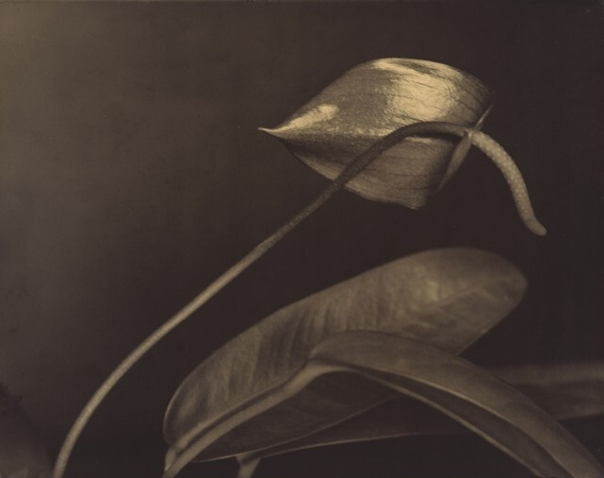 Ohne Titel (Anthurium) (Untitled [Anthurium]) by Aenne Biermann