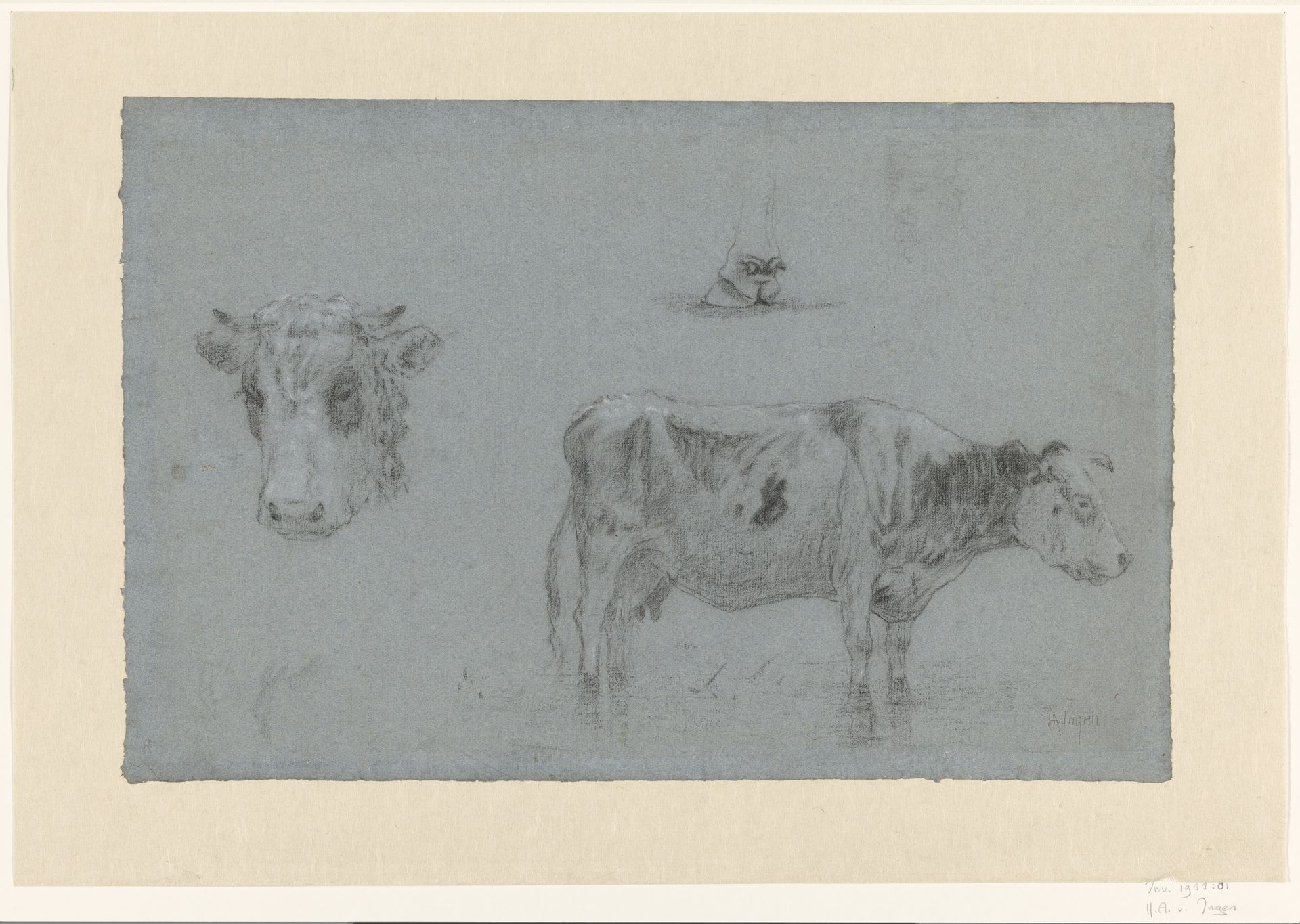 Studies van een koe by Hendrikus Alexander van Ingen