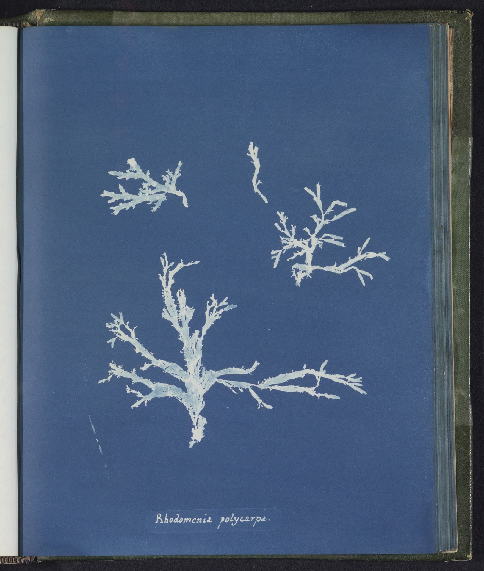 Rhodomenia polycarpa [= Rhodymenia polycarpa] by Anna Atkins