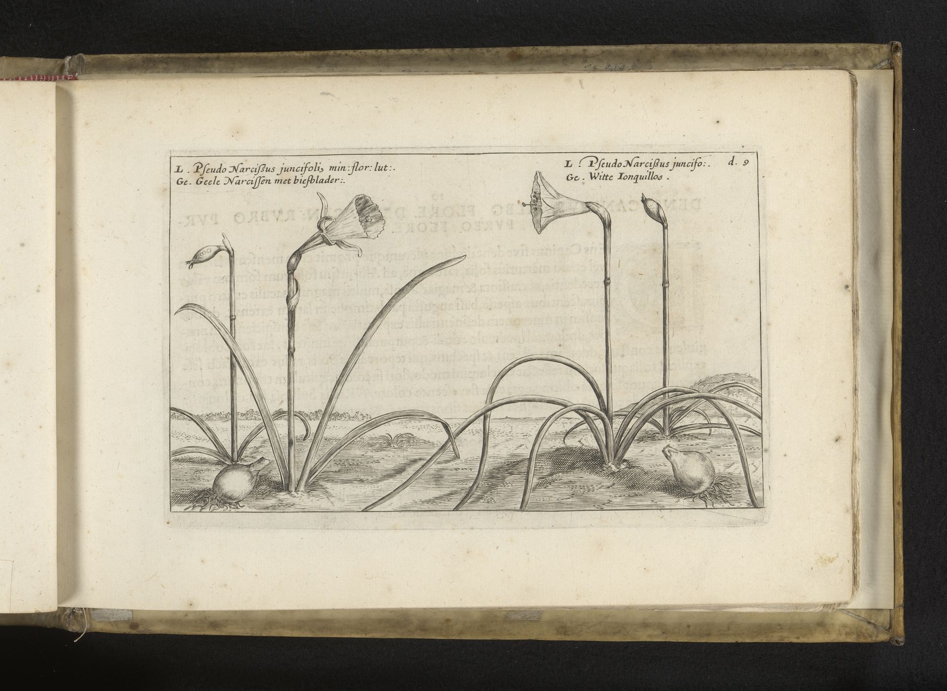 Wilde narcissen by Crispijn van de (II) Passe