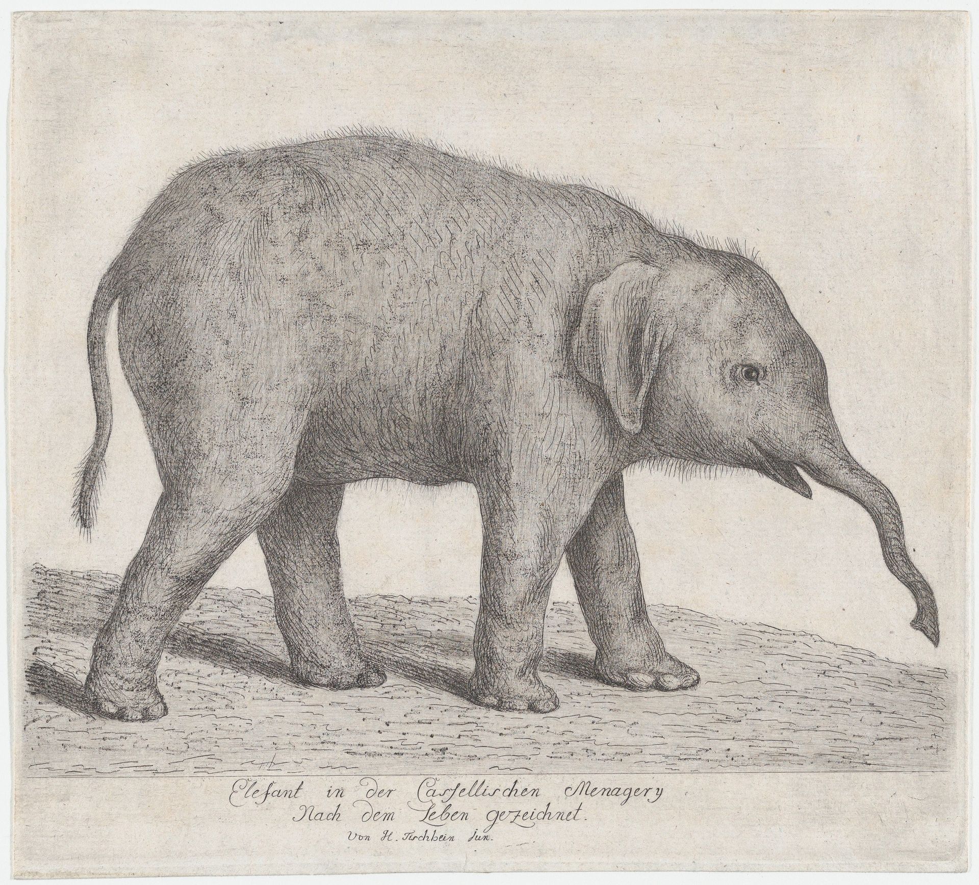 A Young Elephant by Johann Heinrich Tischbein the Younger